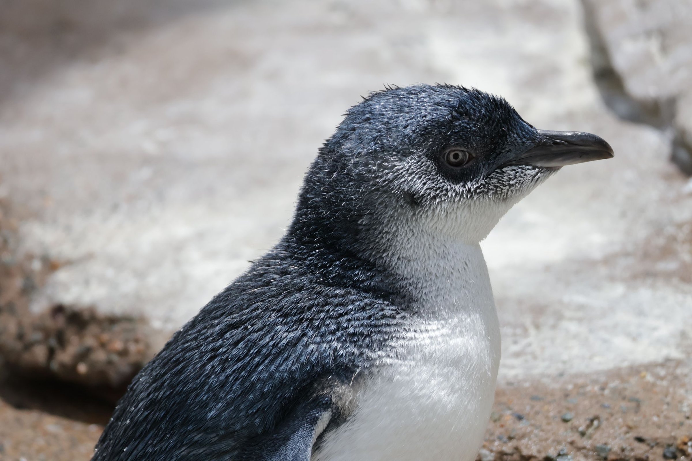 Sekelompok penguin kecil berdiri di pasir Philip Island