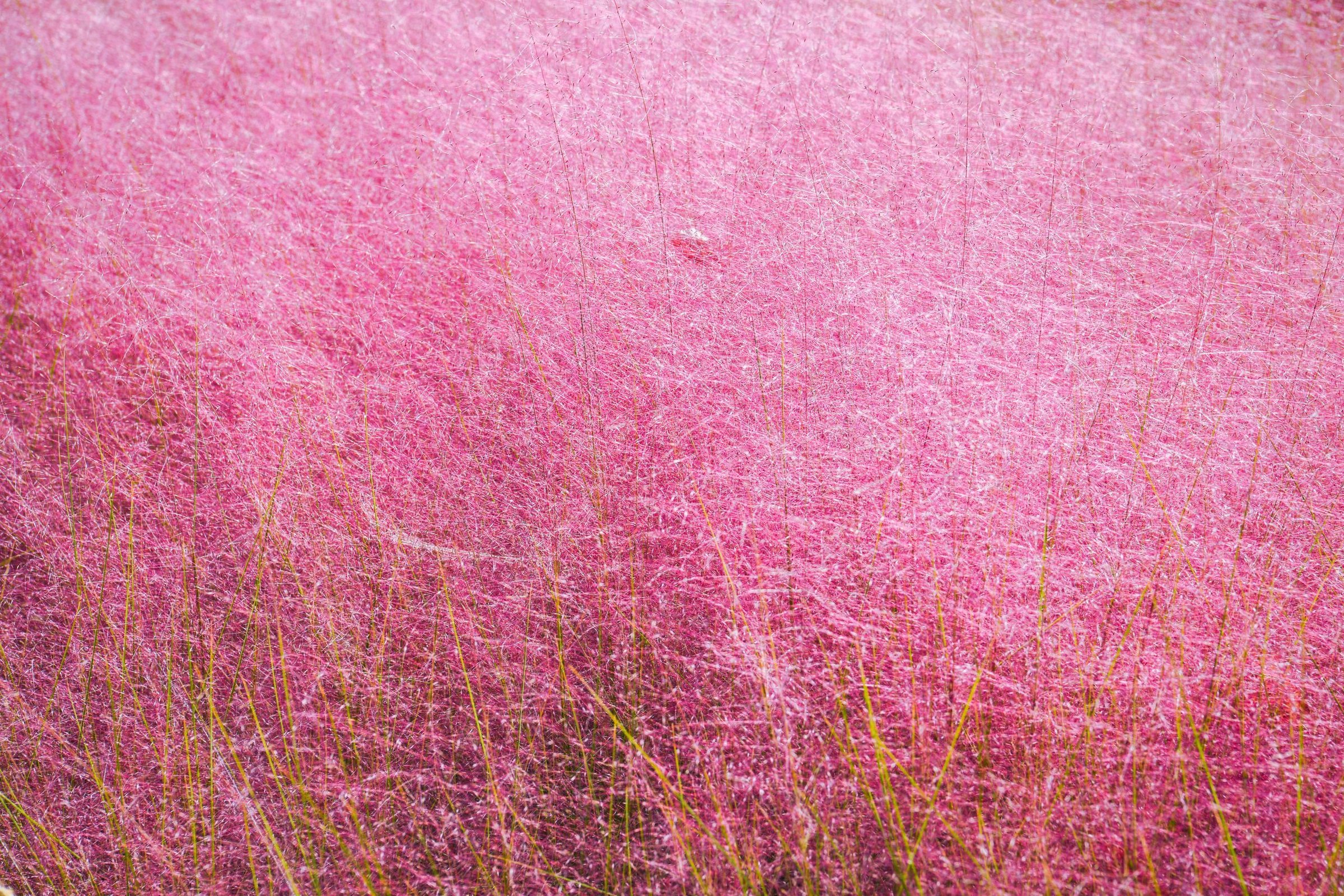 Hamparan rumput pink muhly di Haneul Park Seoul