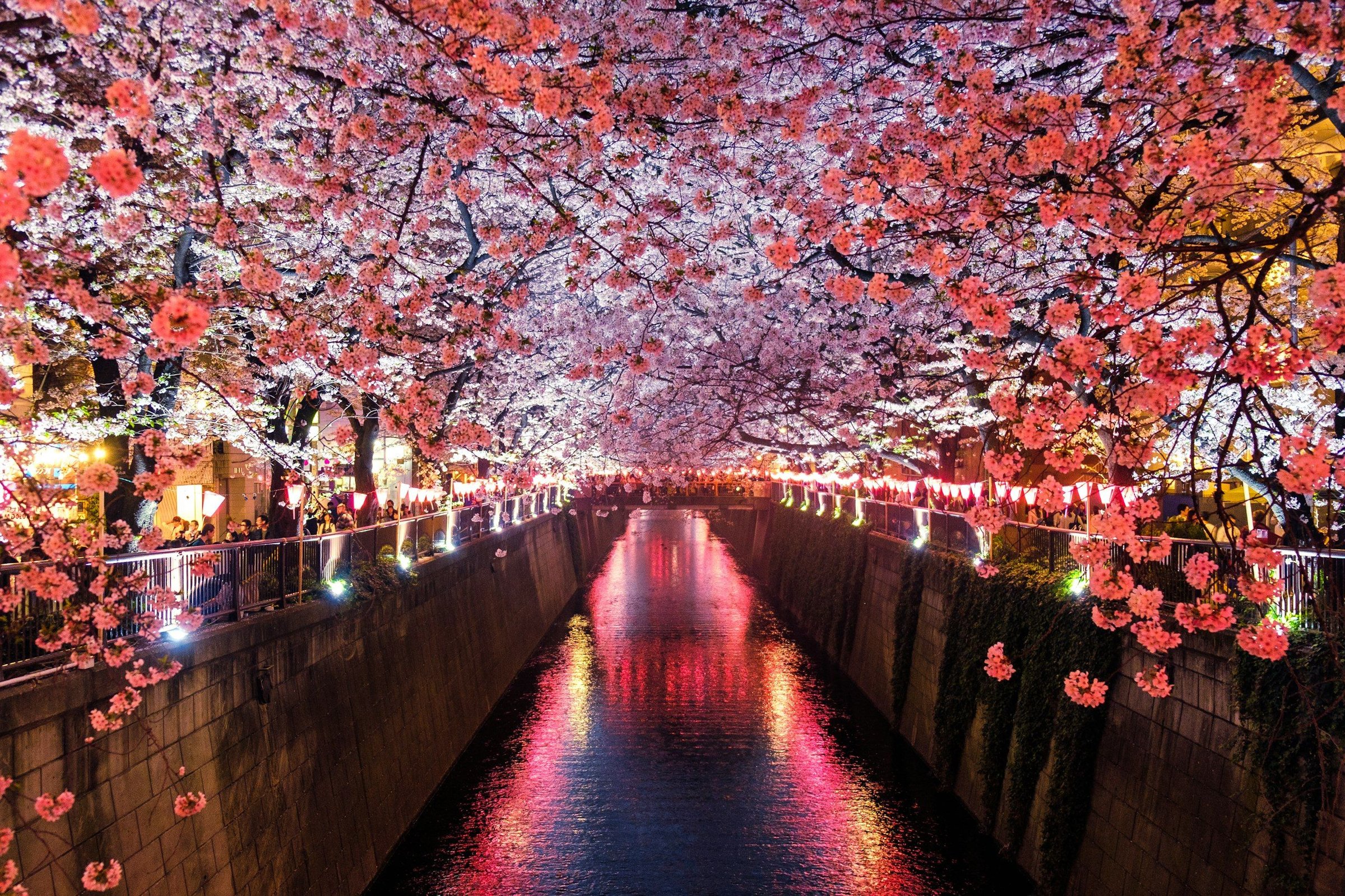Terowongan bunga sakura merah muda yang mekar di atas kanal dengan lampion dan pantulan air di malam hari