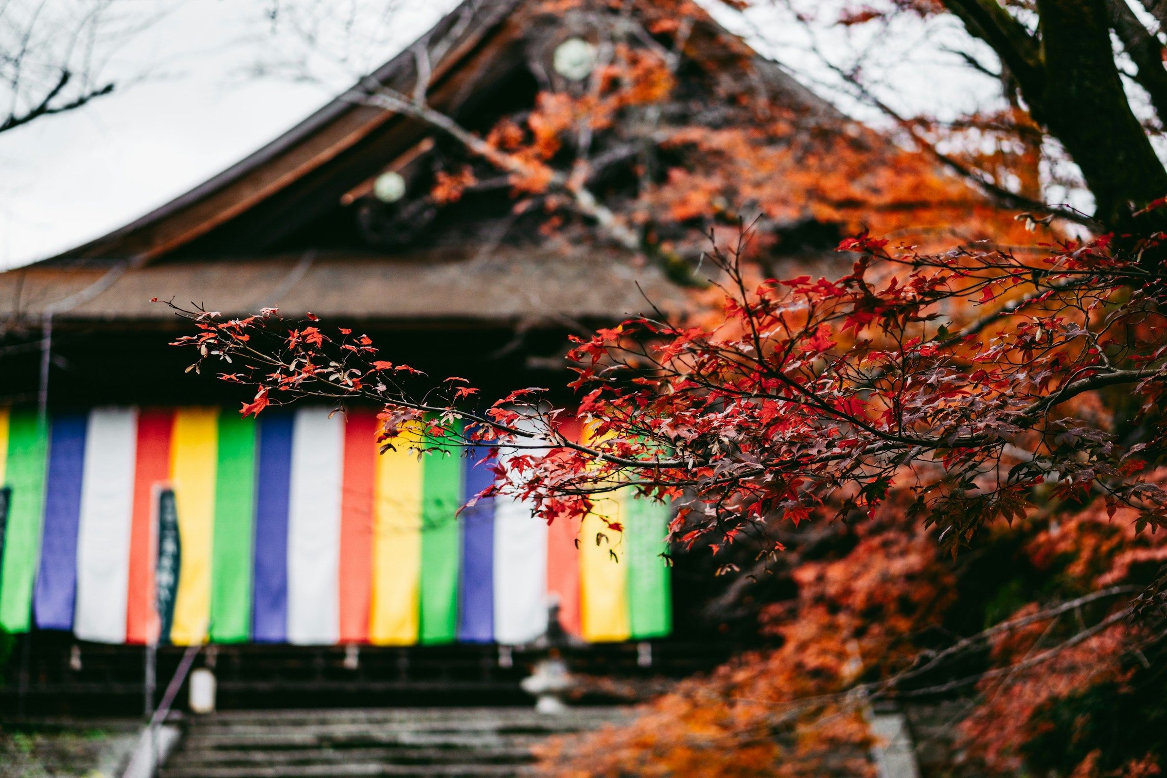 Daun momiji merah di Kyoto saat musim gugur