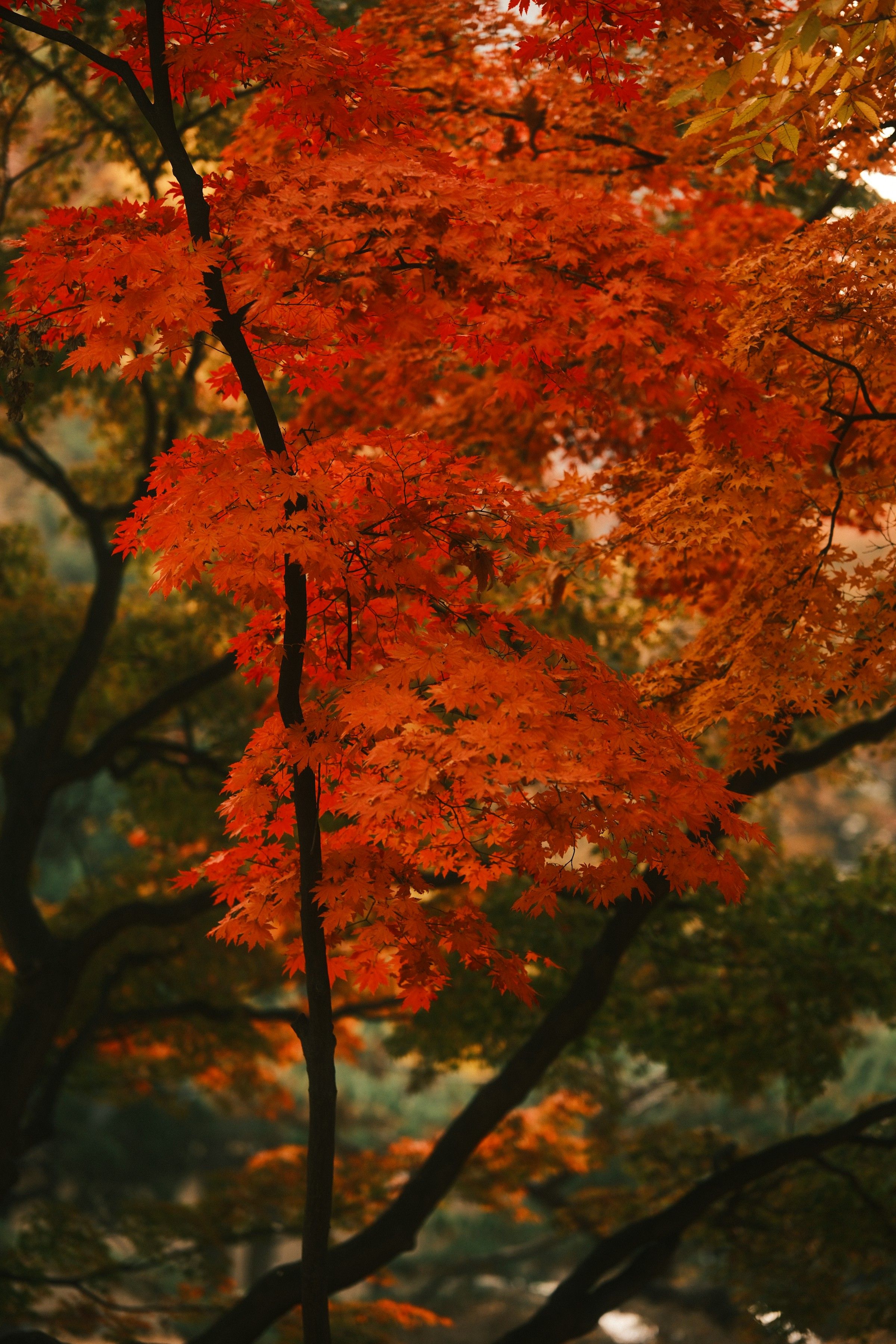 Daun maple merah Korea di musim gugur