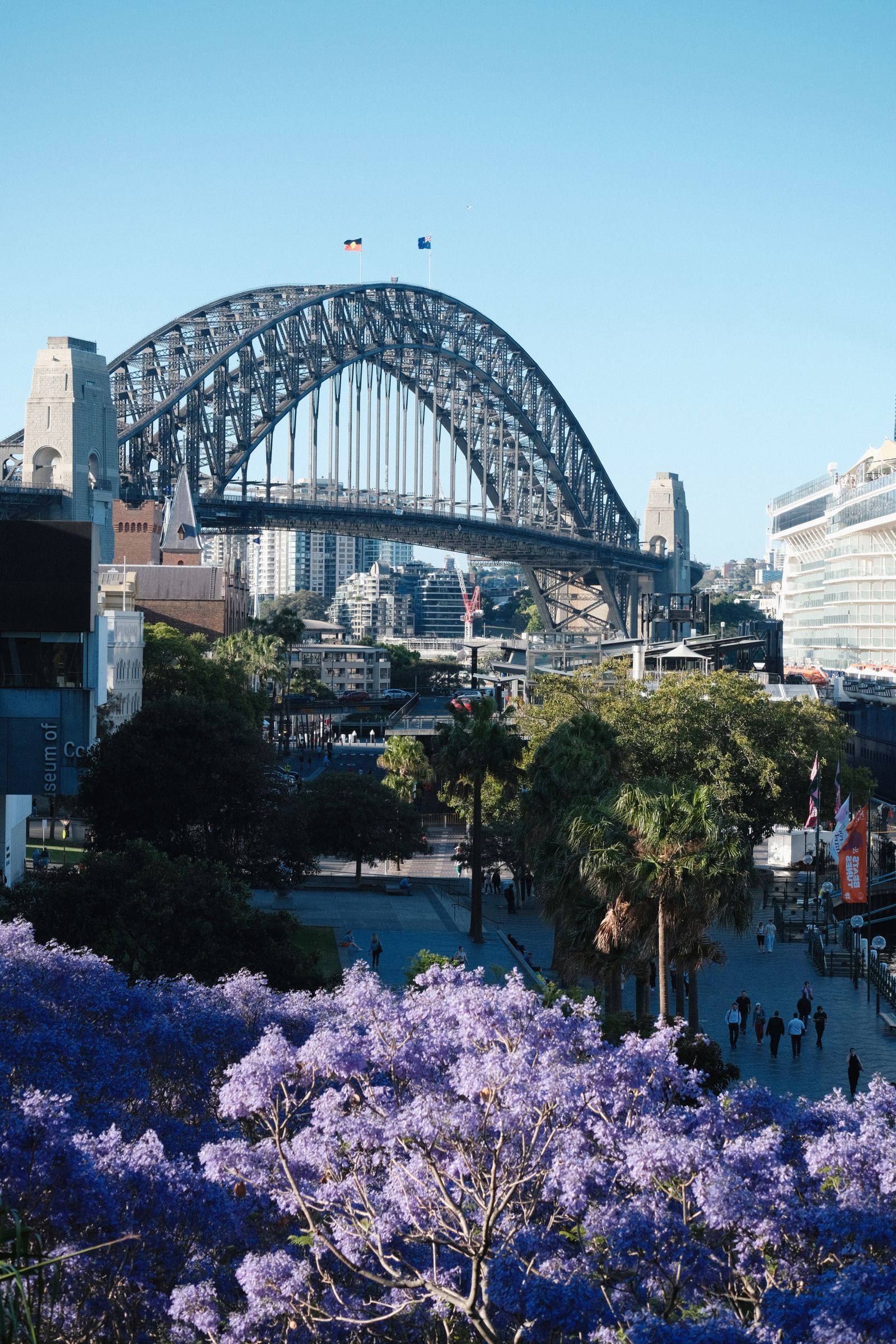 Jembatan Sydney Harbour dengan pohon jacaranda ungu bermekaran di tepi Circular Quay, Australia