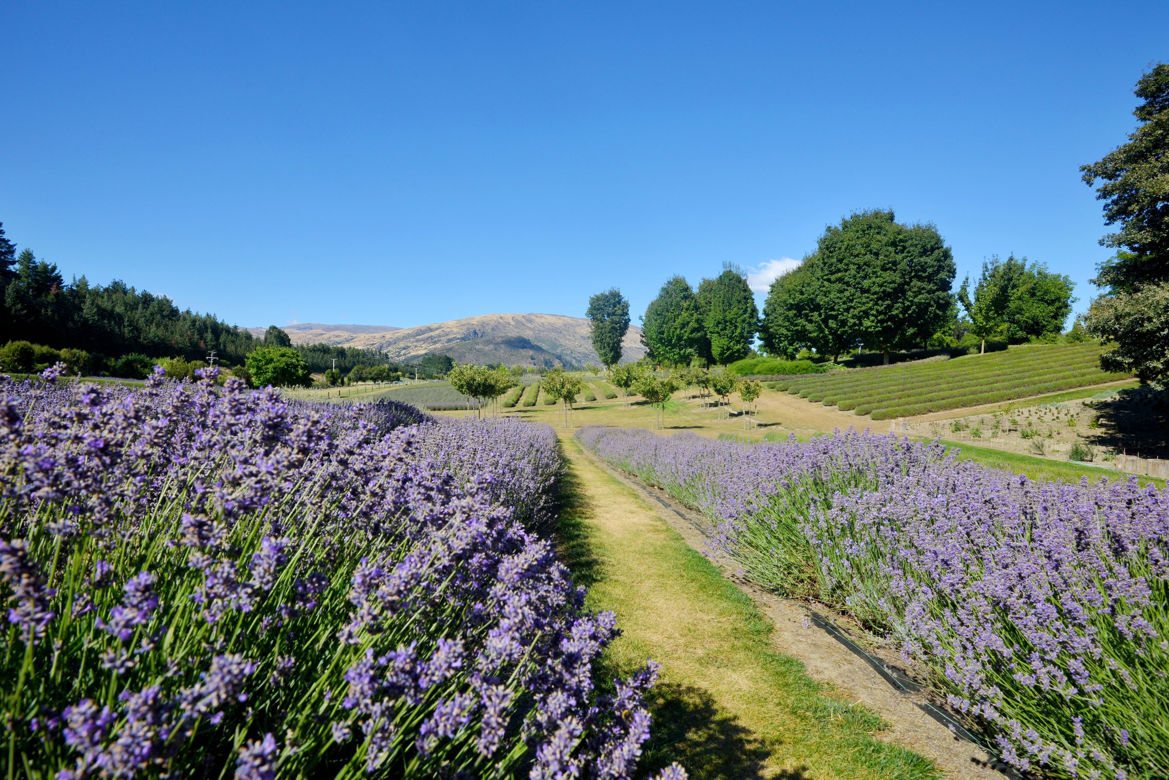 Barisan bunga lavender ungu berjalur rapi di kebun lavender Wanaka