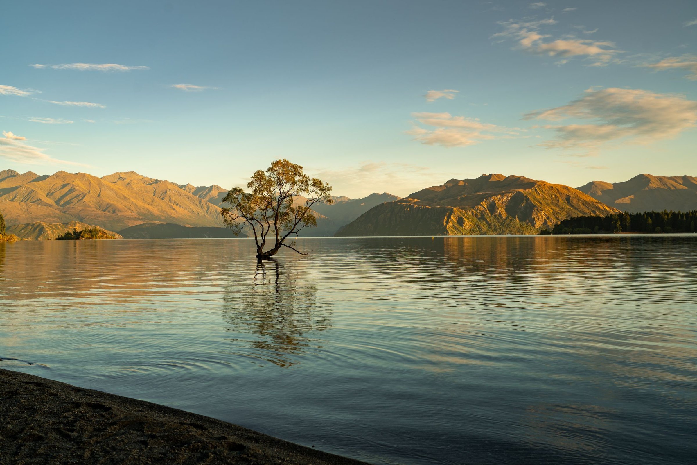 Lone Tree, Lake Wanaka