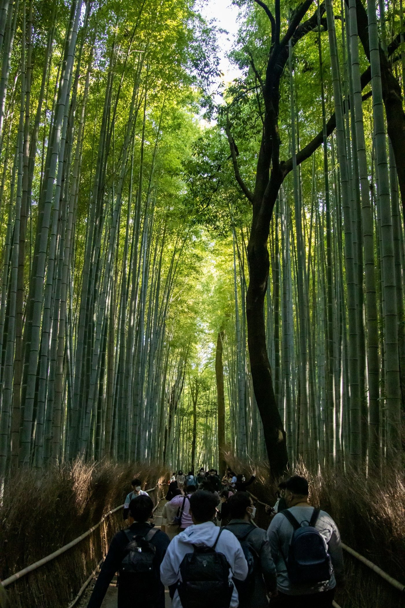 Lorong hutan bambu Arashiyama di Kyoto
