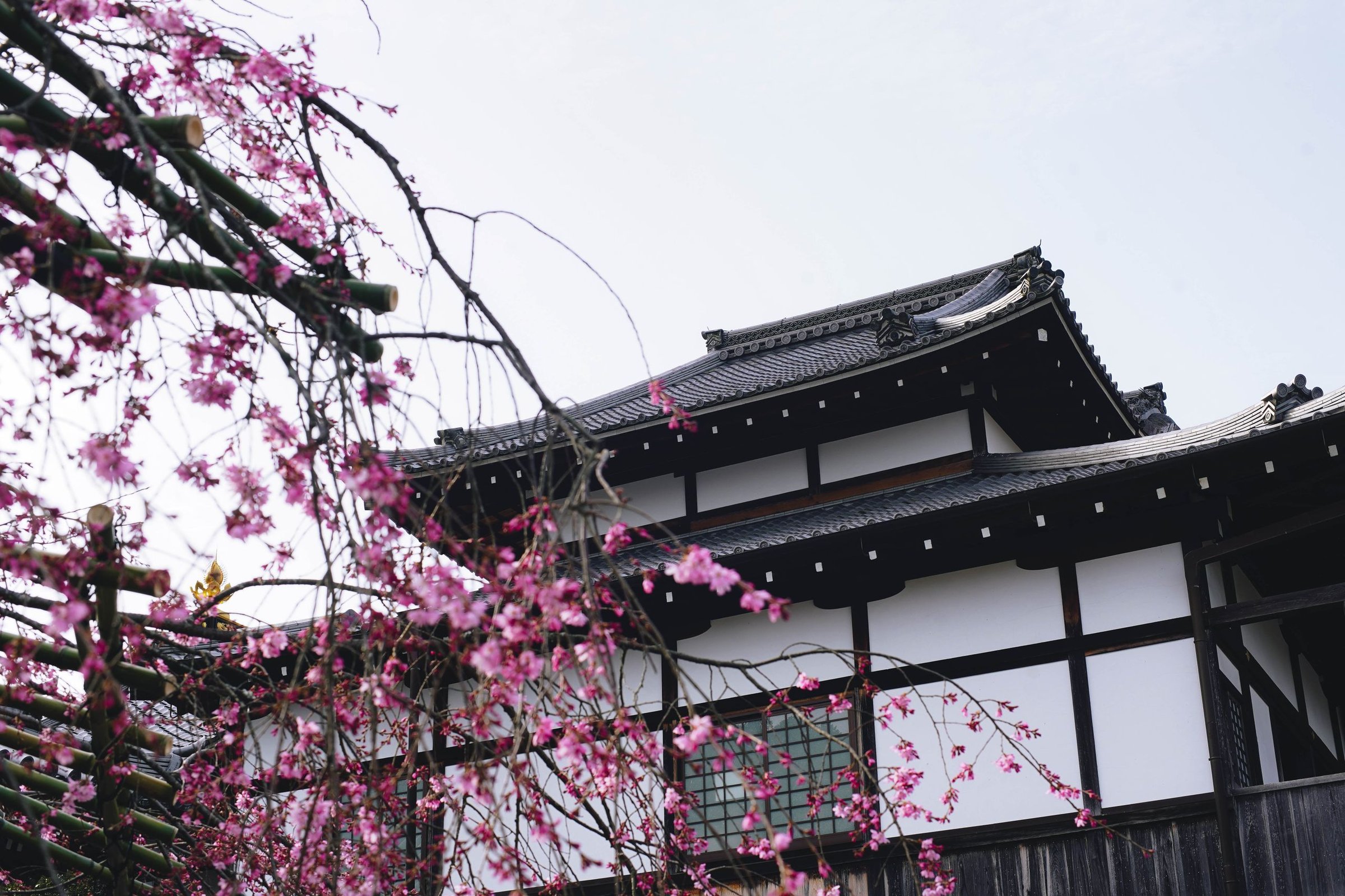 musim semi di Jepang
