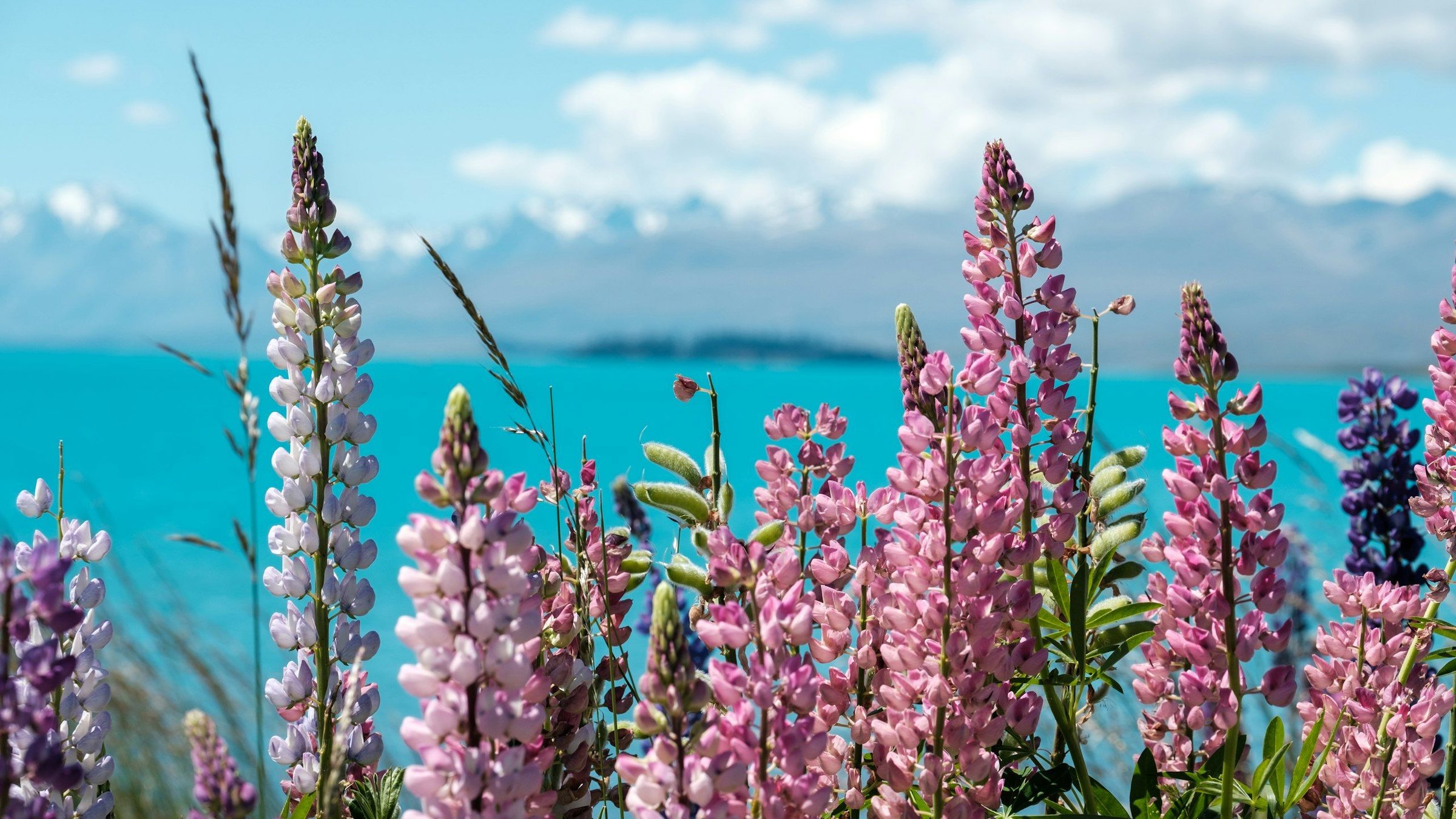 Bunga lupin merah muda dan ungu mekar di tepi Danau Tekapo Selandia Baru yang berwarna toska, dengan Pegunungan Alpen Selatan bersalju dan langit biru cerah musim panas