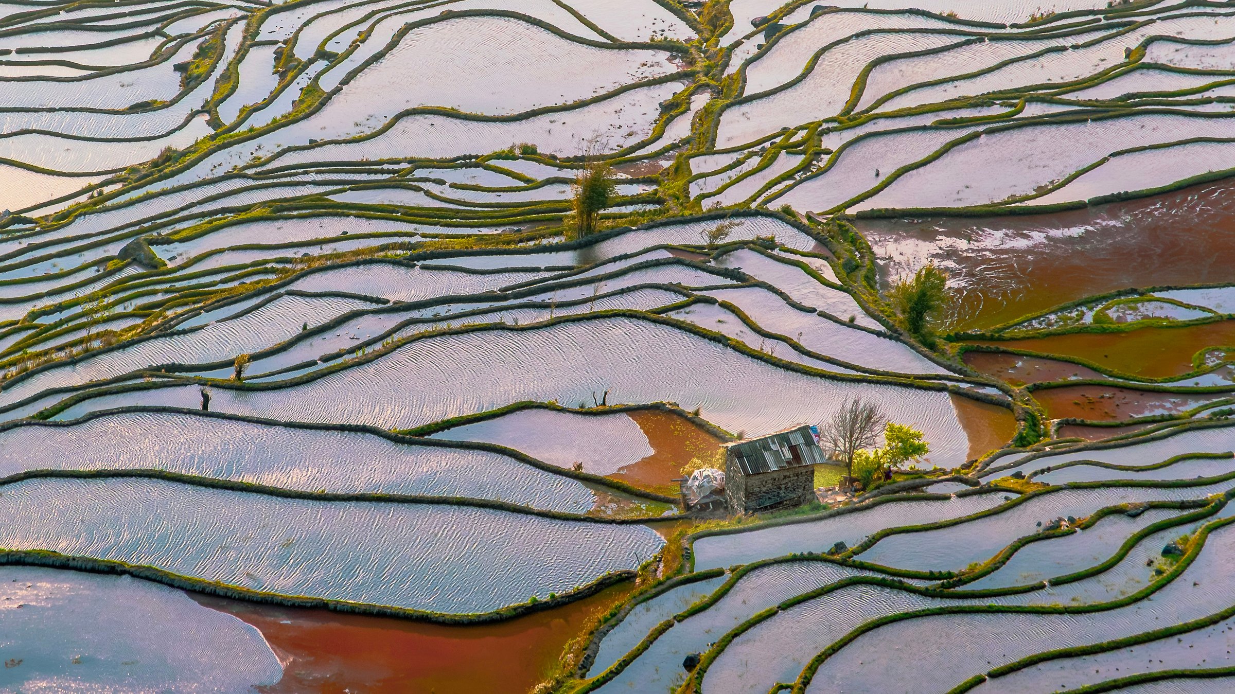 Yunnan Lijiang summer rice terraces