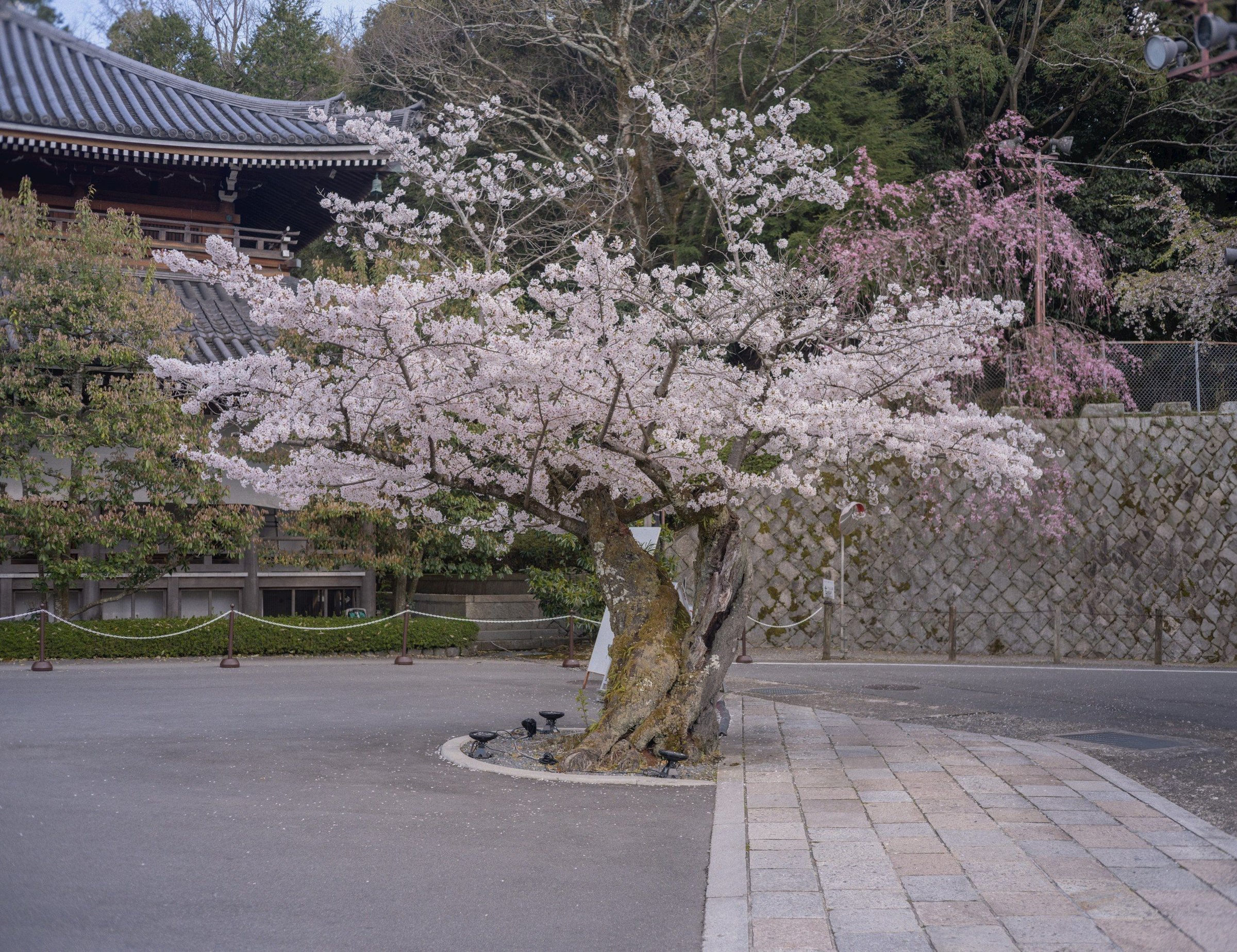 Pohon sakura mekar penuh di depan kuil tradisional Jepang di Kyoto pada musim semi
