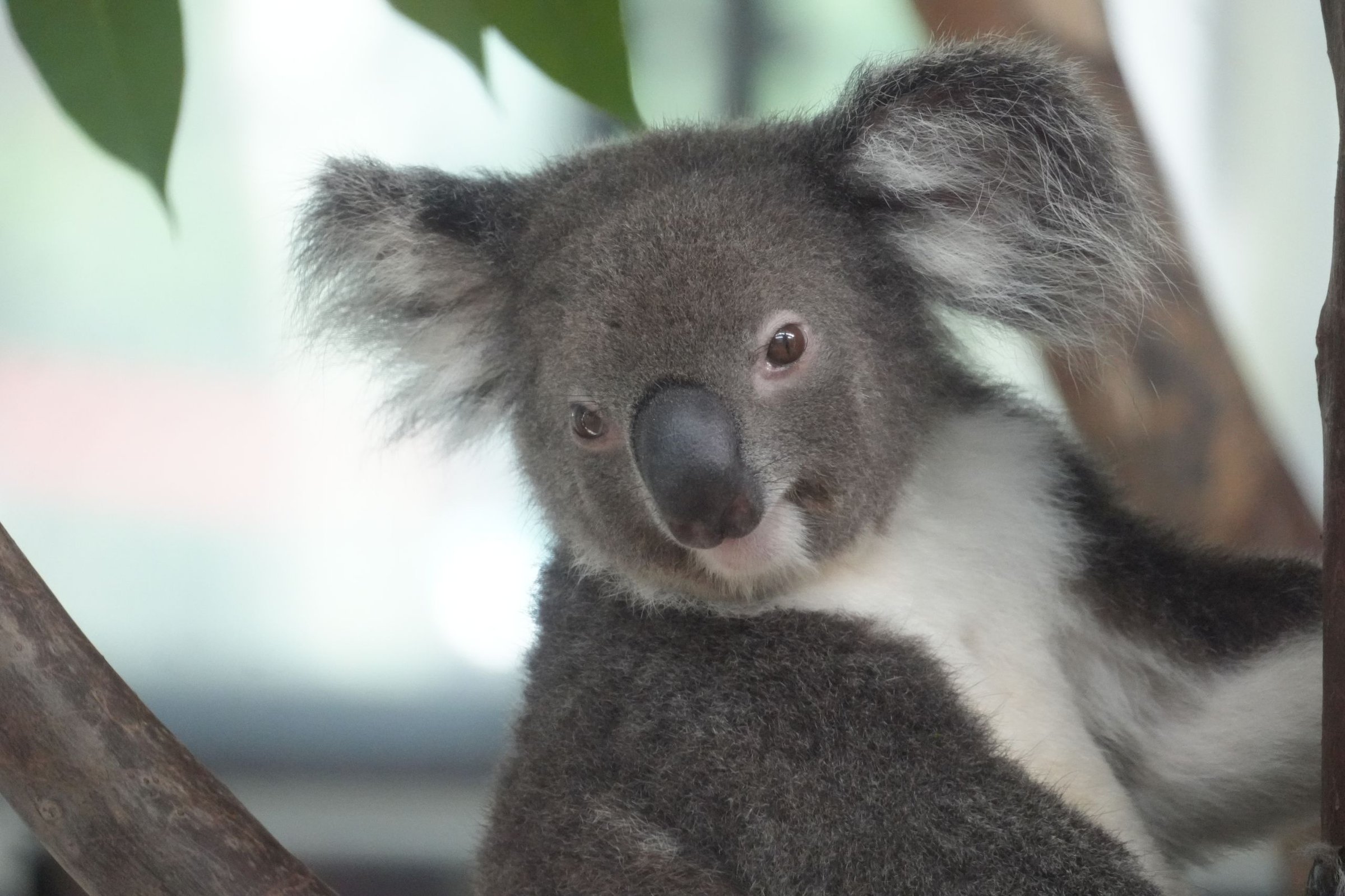 Nadia: Ketemu koala pertama kali
