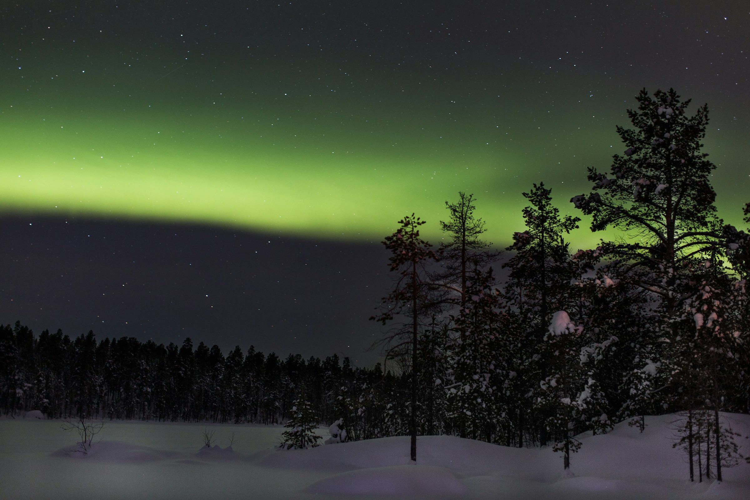 Aurora borealis hijau melintasi langit malam di atas hutan pinus bersalju Lapland