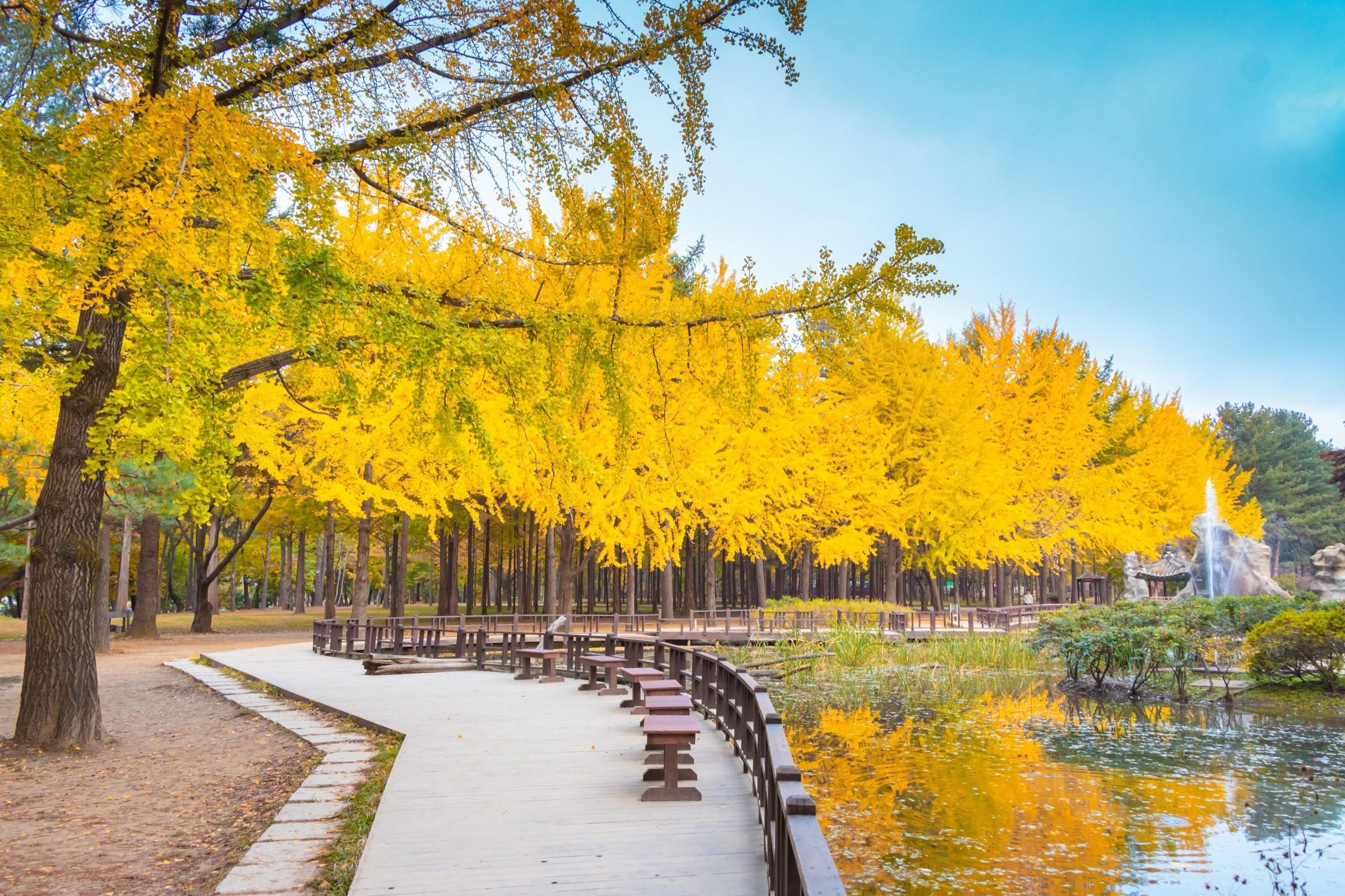 Jalur setapak Nami Island di musim gugur dengan deretan pohon ginkgo kuning di tepi kolam