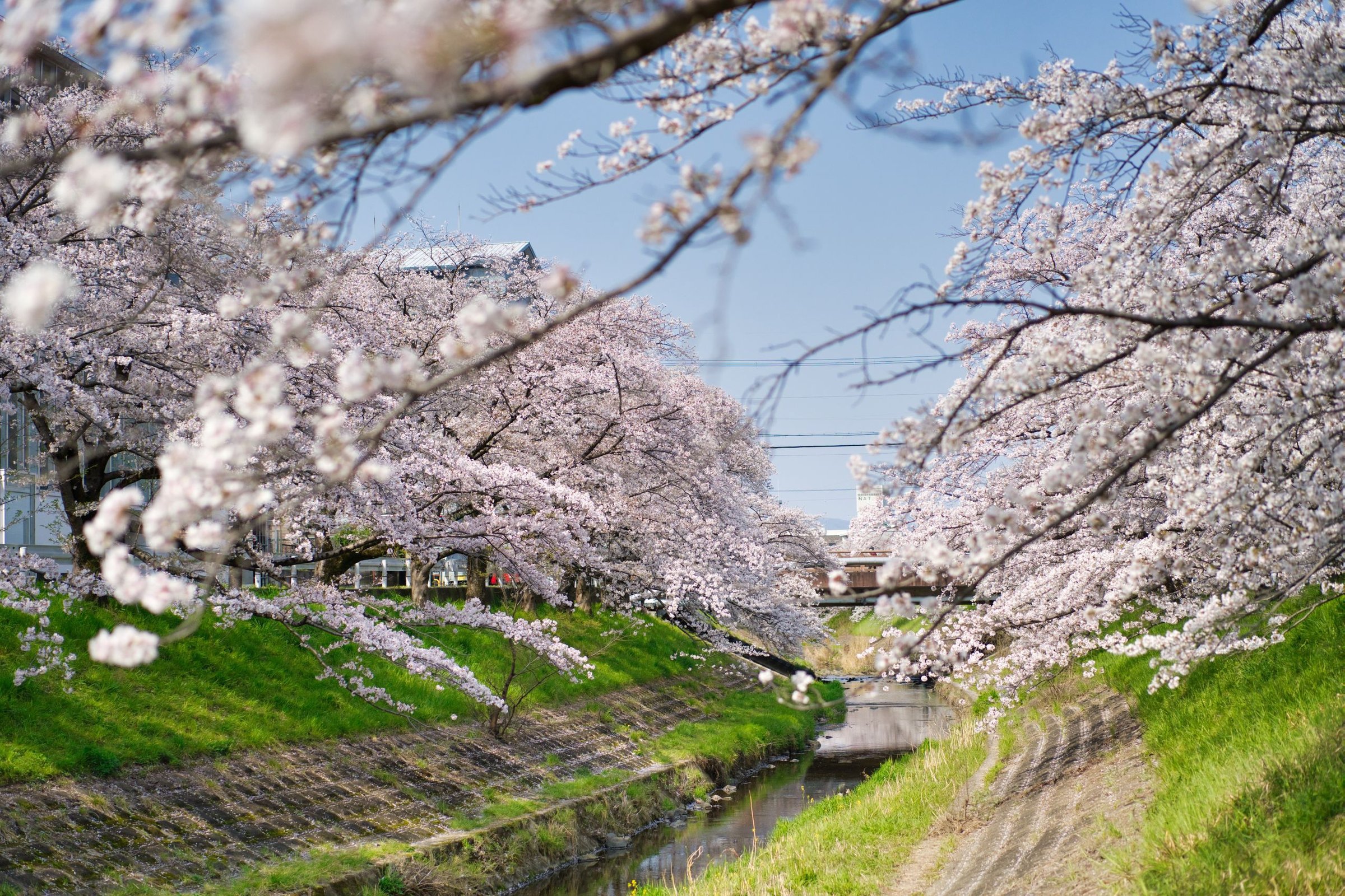 musim semi di Jepang