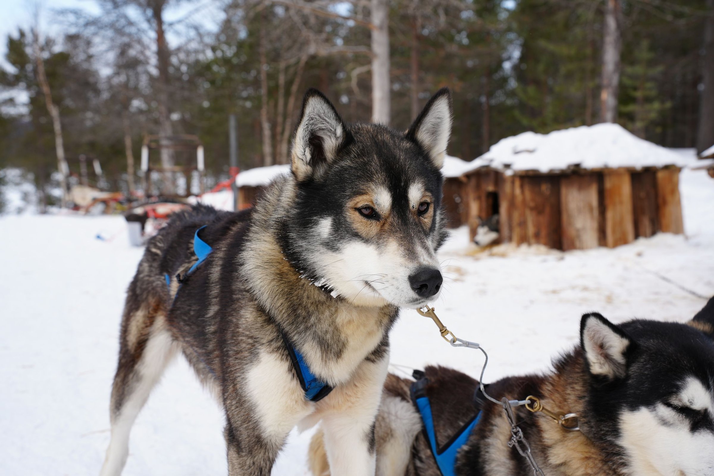 Husky Ride Lapland: Ketemu anjing husky sebelum meluncur di atas salju.