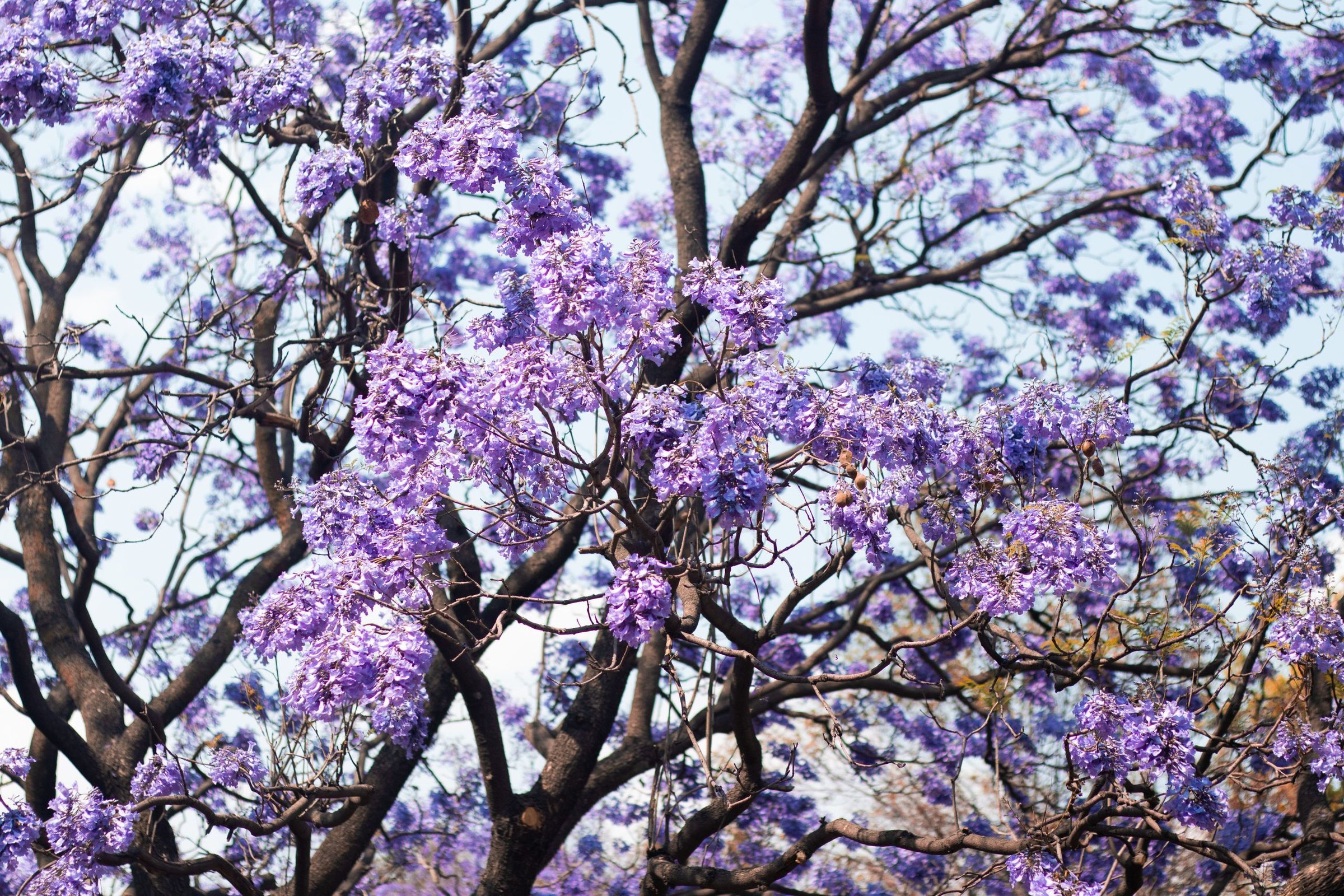 Pohon jacaranda ungu mekar di Sydney