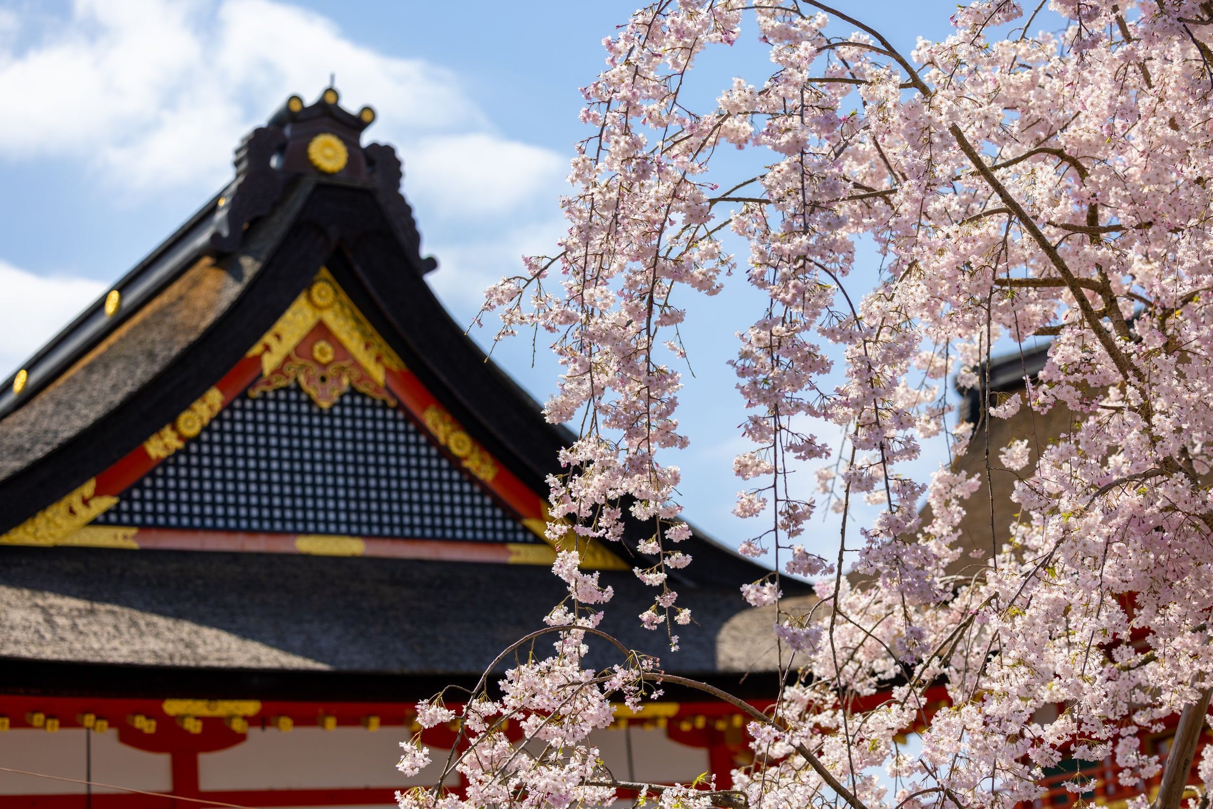 musim semi di Jepang