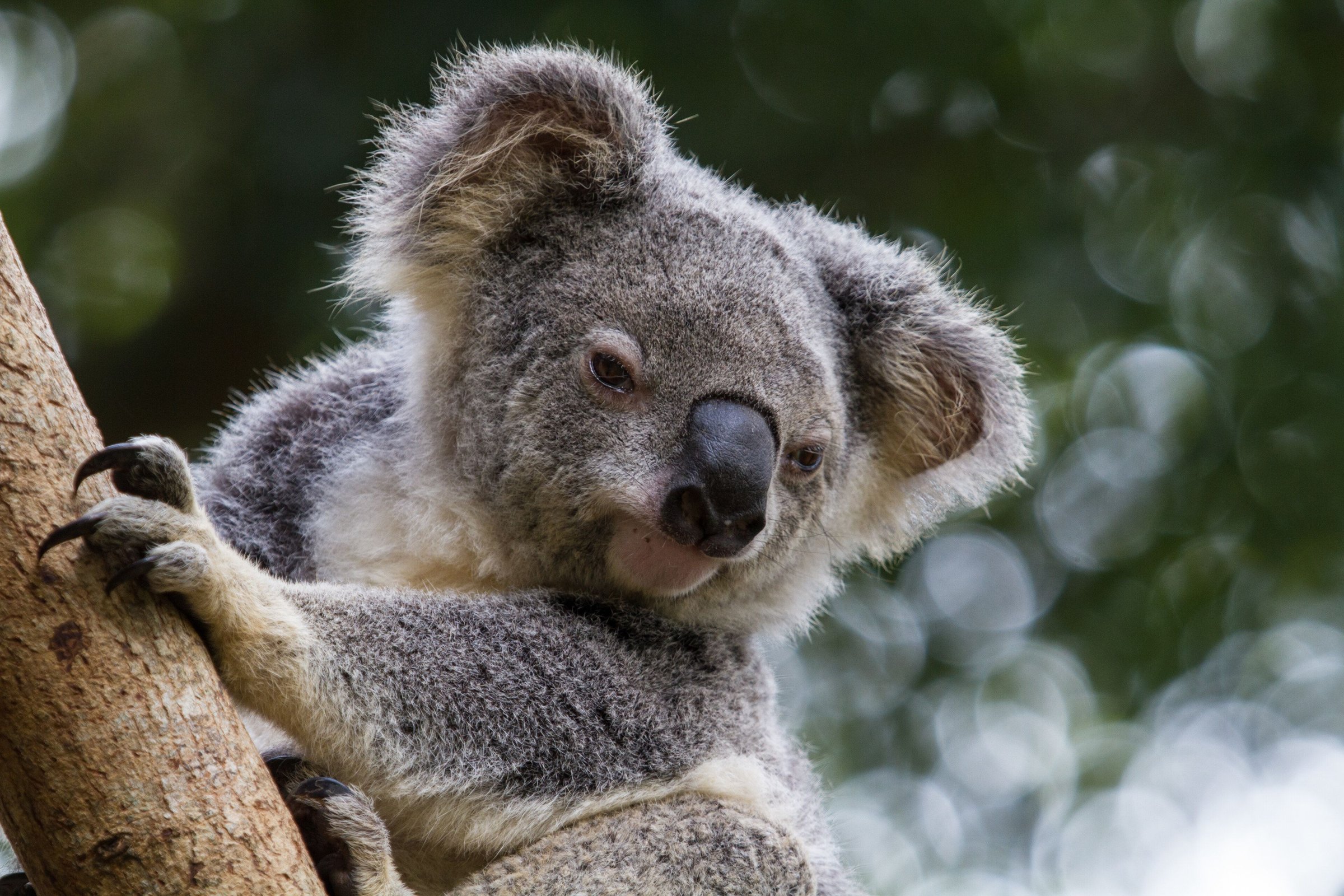 Koala bertengger di dahan pohon eukaliptus di Queensland