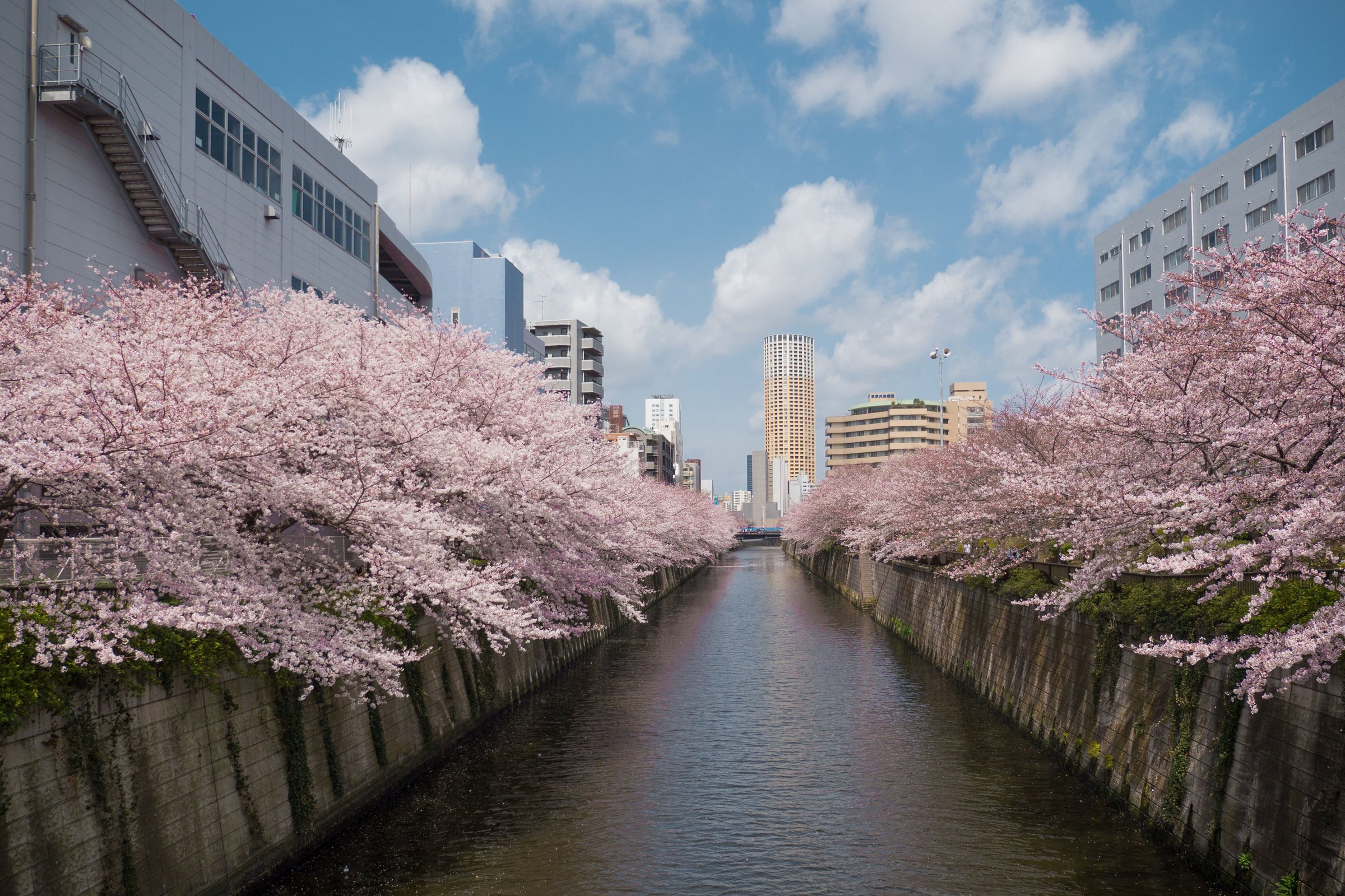 Deretan sakura mekar penuh di sepanjang kanal Tokyo dengan langit biru cerah