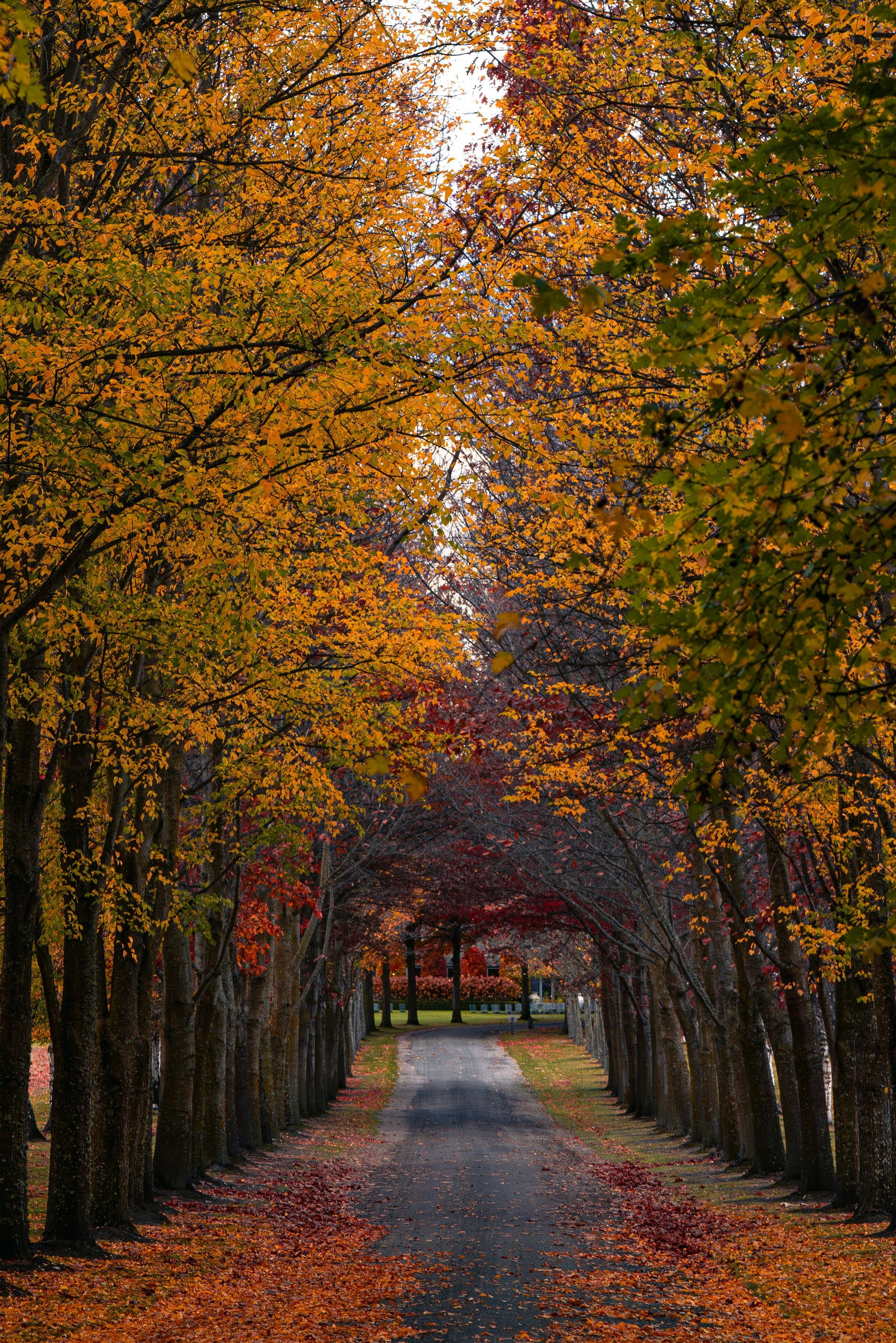Lorong pepohonan musim gugur Korea dengan kanopi daun kuning dan jingga khas Nami Island