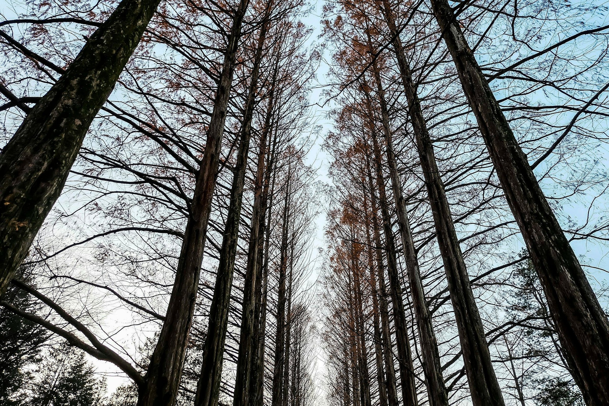 Deretan pohon metasequoia tinggi tanpa daun di musim dingin, jalur khas Korea