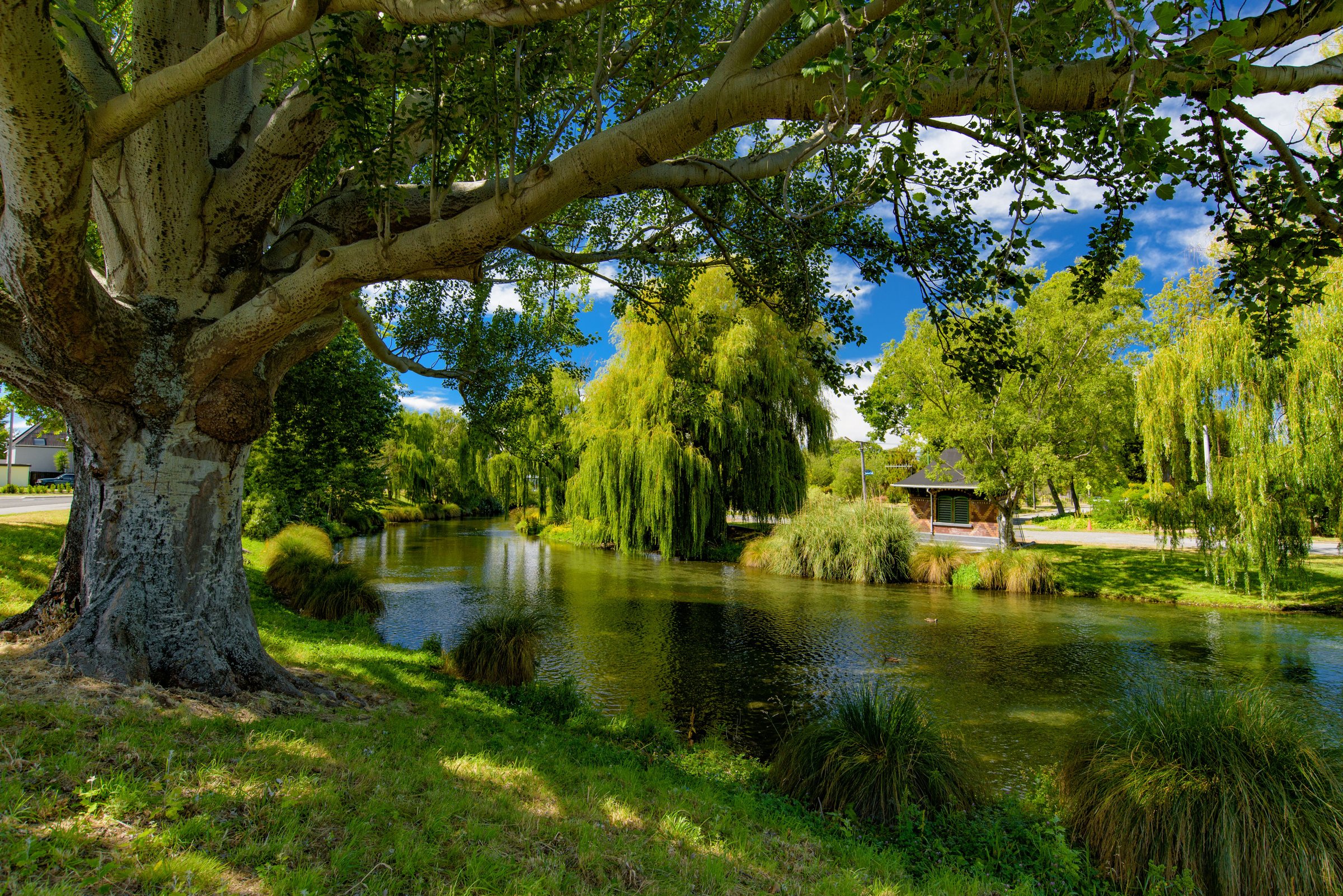 Pohon willow merunduk di tepi Sungai Avon yang mengalir melintasi taman hijau Christchurch