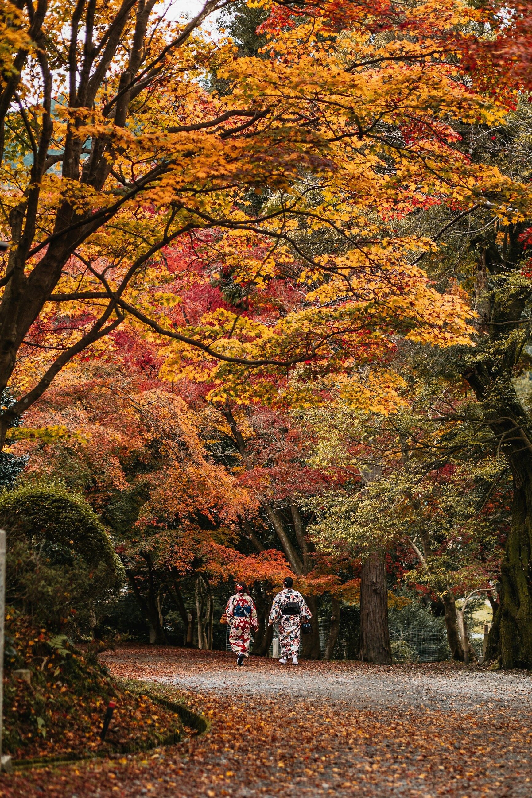 Lorong maple musim gugur Jepang