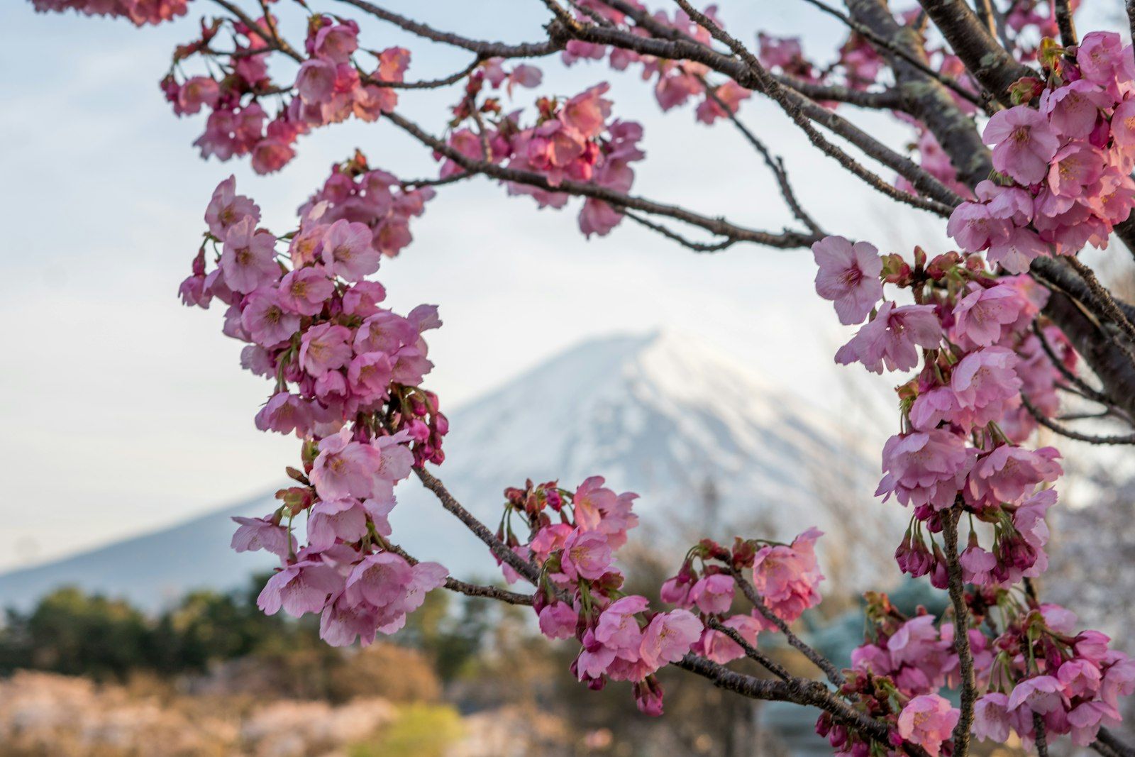Bunga sakura merah muda bermekaran dengan Gunung Fuji bersalju di latar belakang.