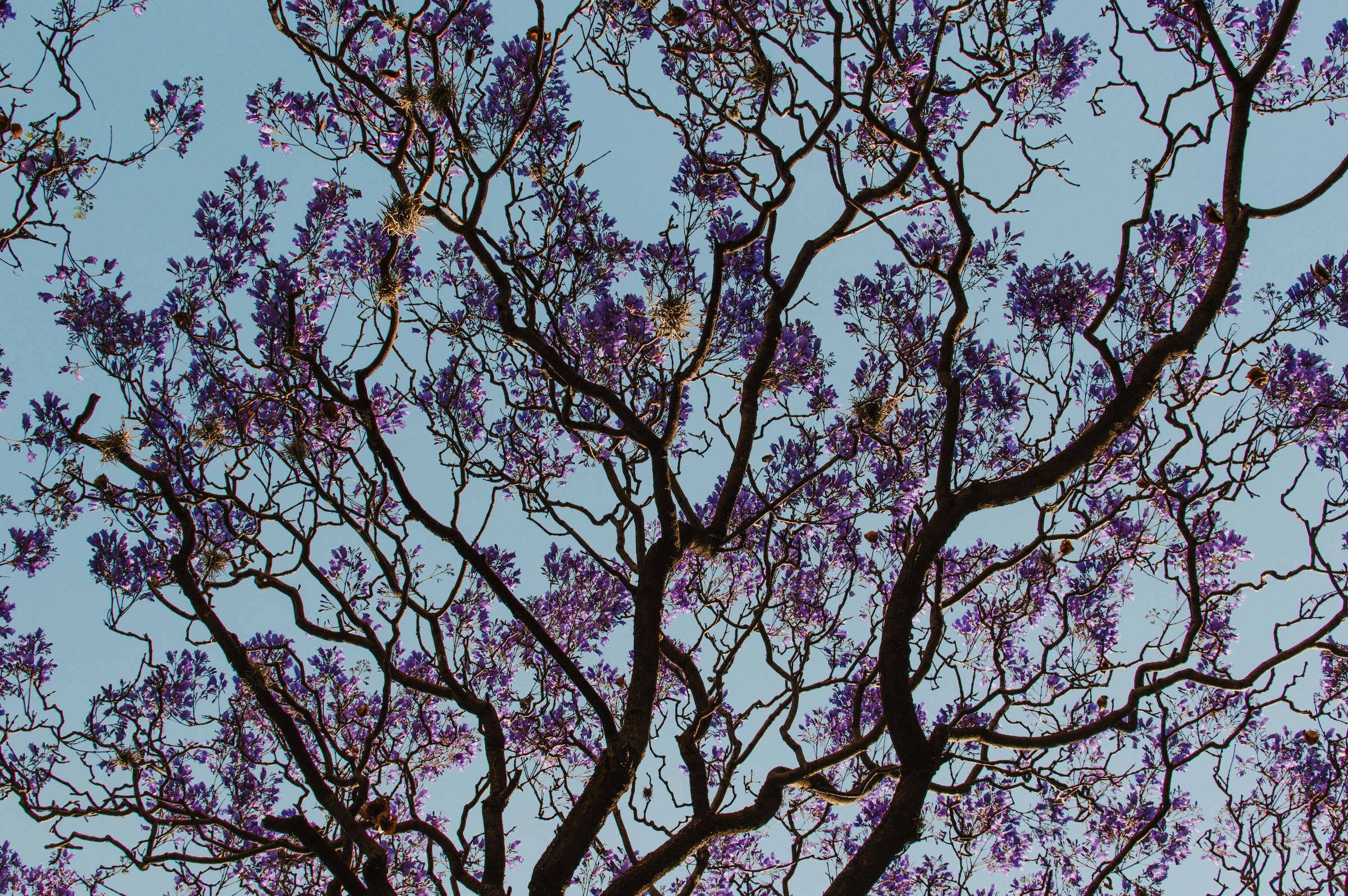 Kanopi pohon jacaranda dengan bunga ungu di langit biru musim semi