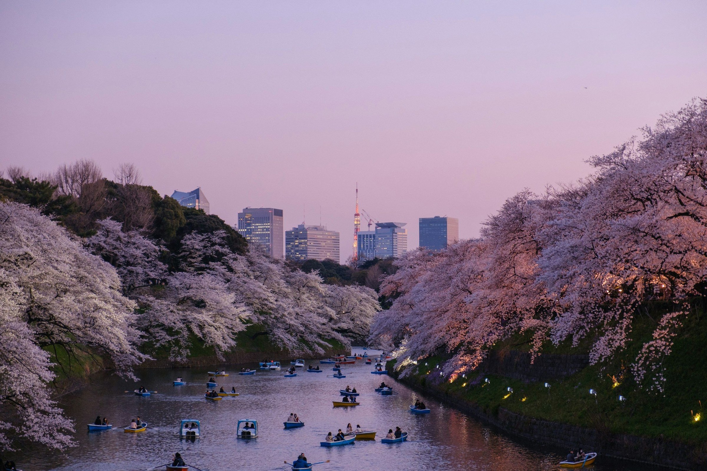 Panorama: musim semi di Jepang