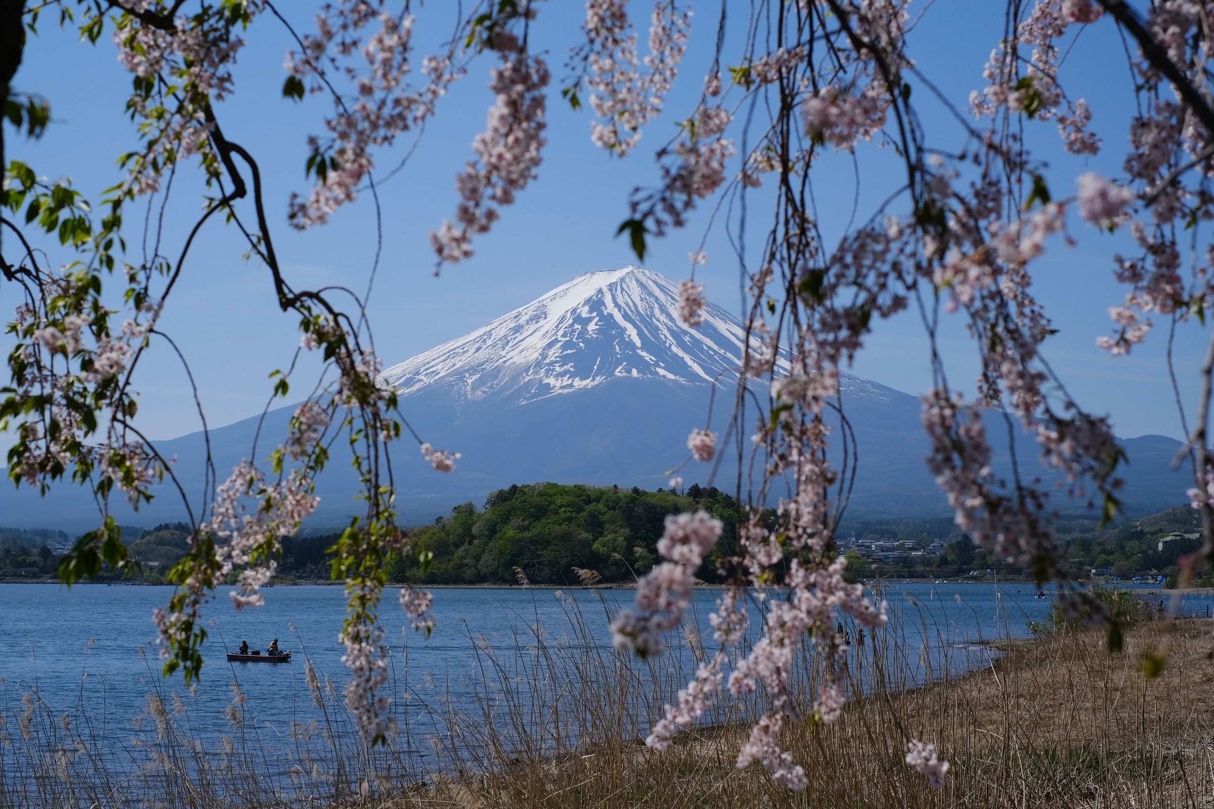 Gunung Fuji bersalju terlihat dari Danau Kawaguchiko diapit bunga sakura merah muda