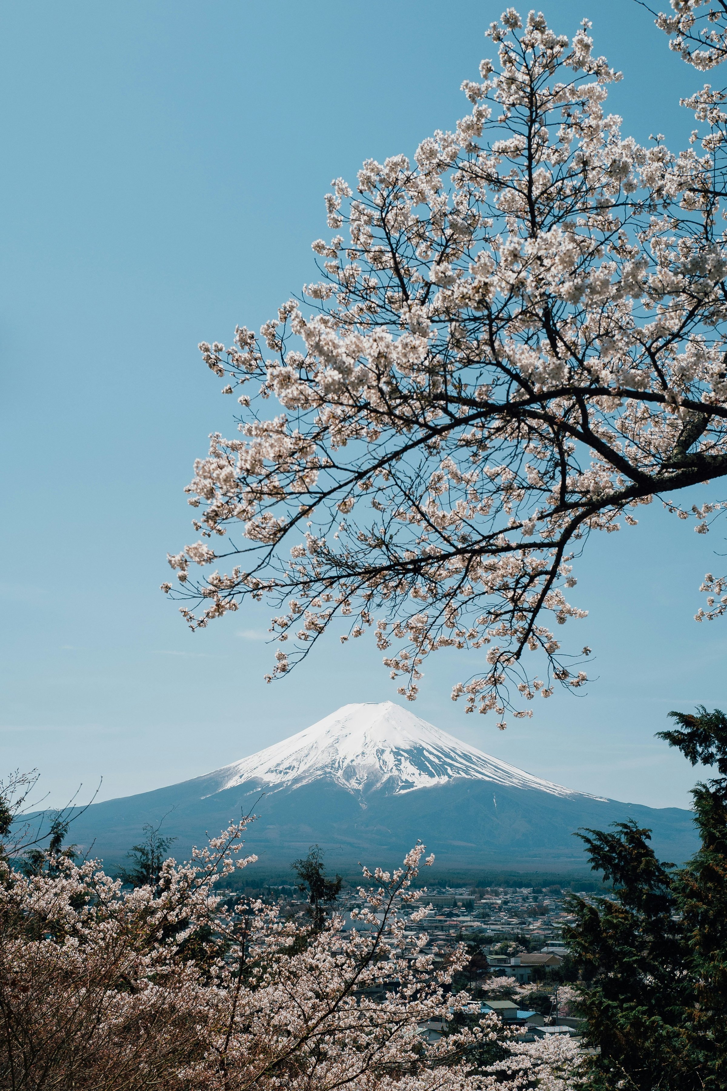 Gunung Fuji dibingkai bunga sakura, Jepang