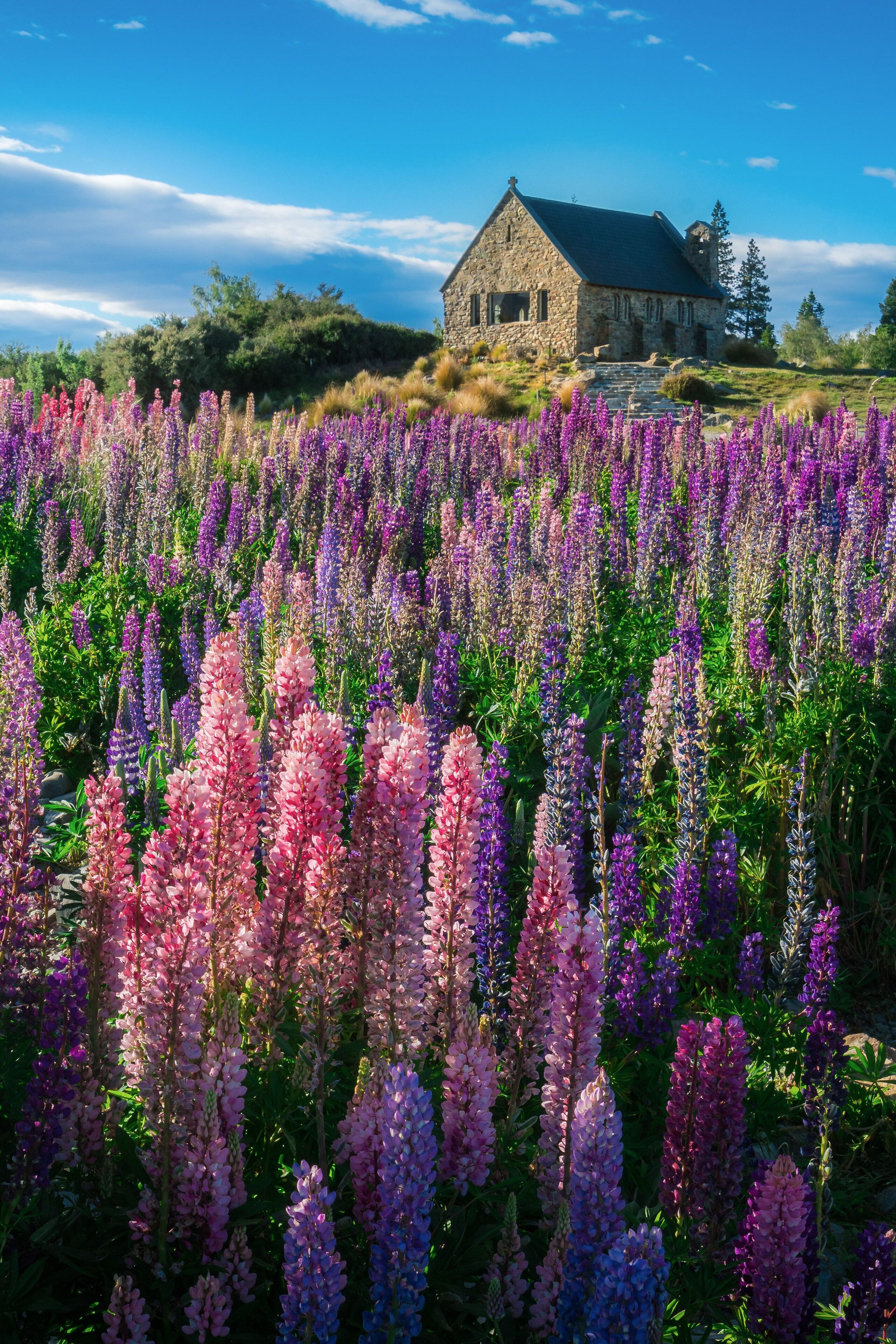Gereja Good Shepherd di antara bunga lupin, Danau Tekapo