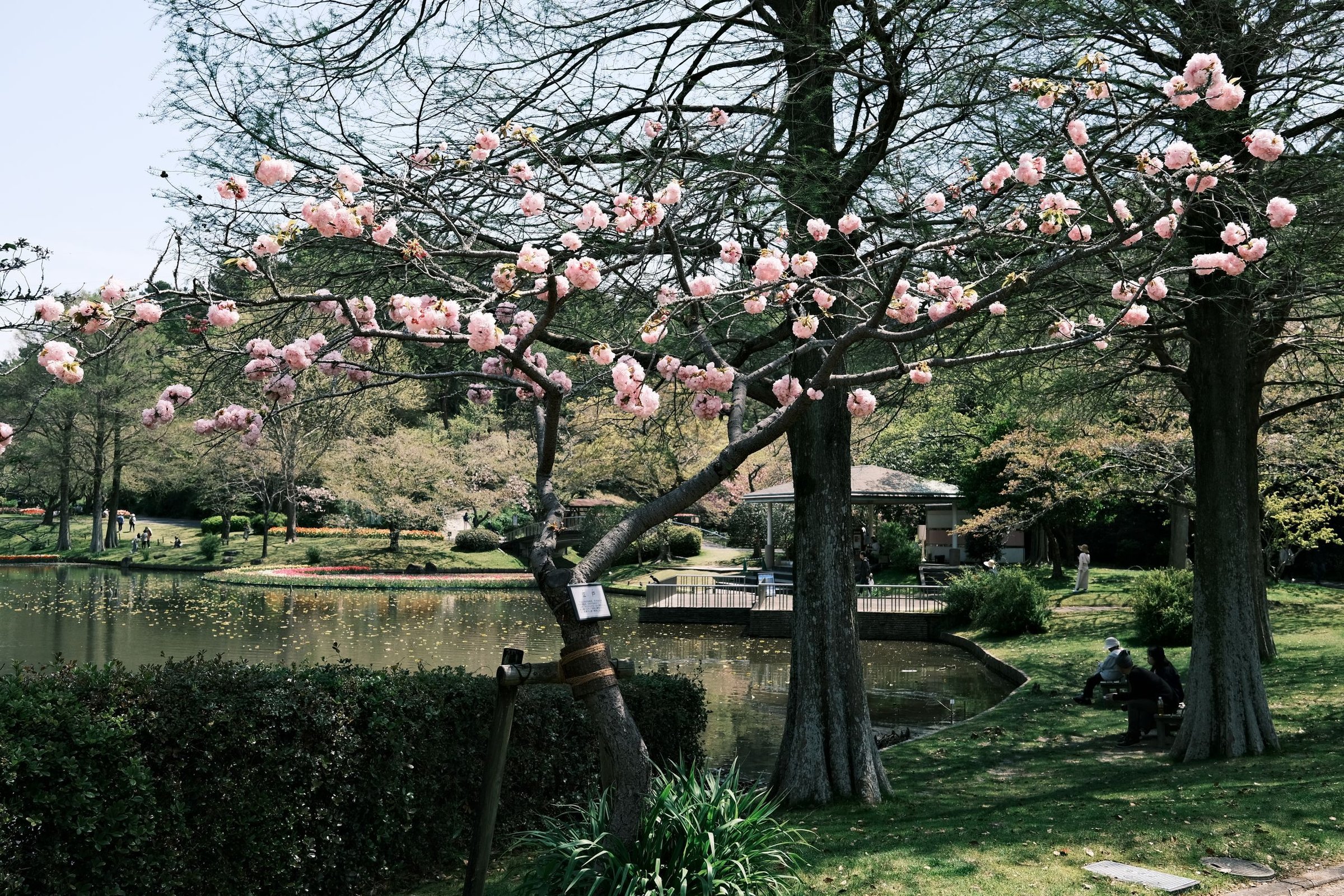 musim semi di Jepang
