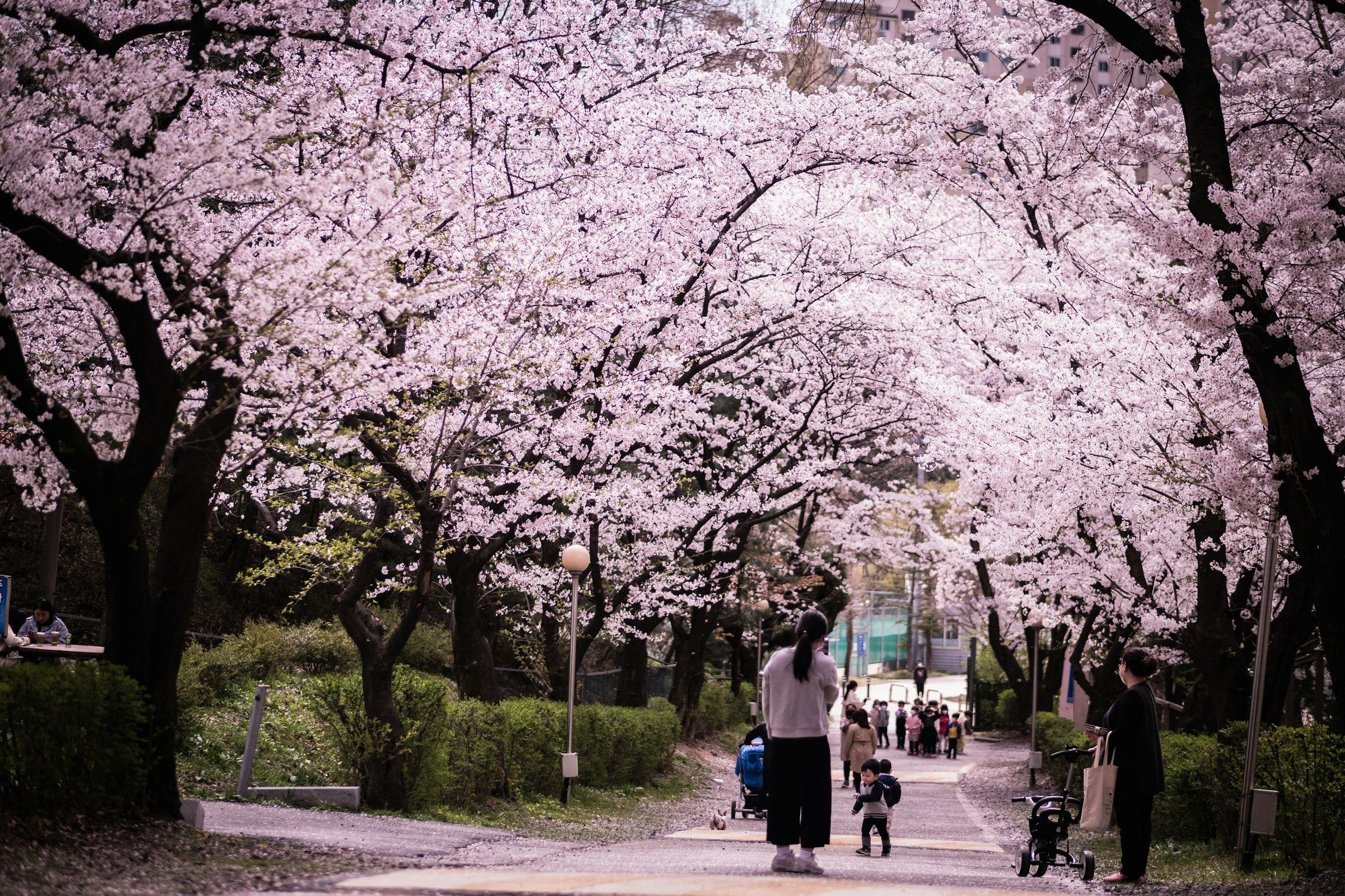 Terowongan bunga sakura merah muda di atas jalan setapak taman saat musim semi di Korea Selatan