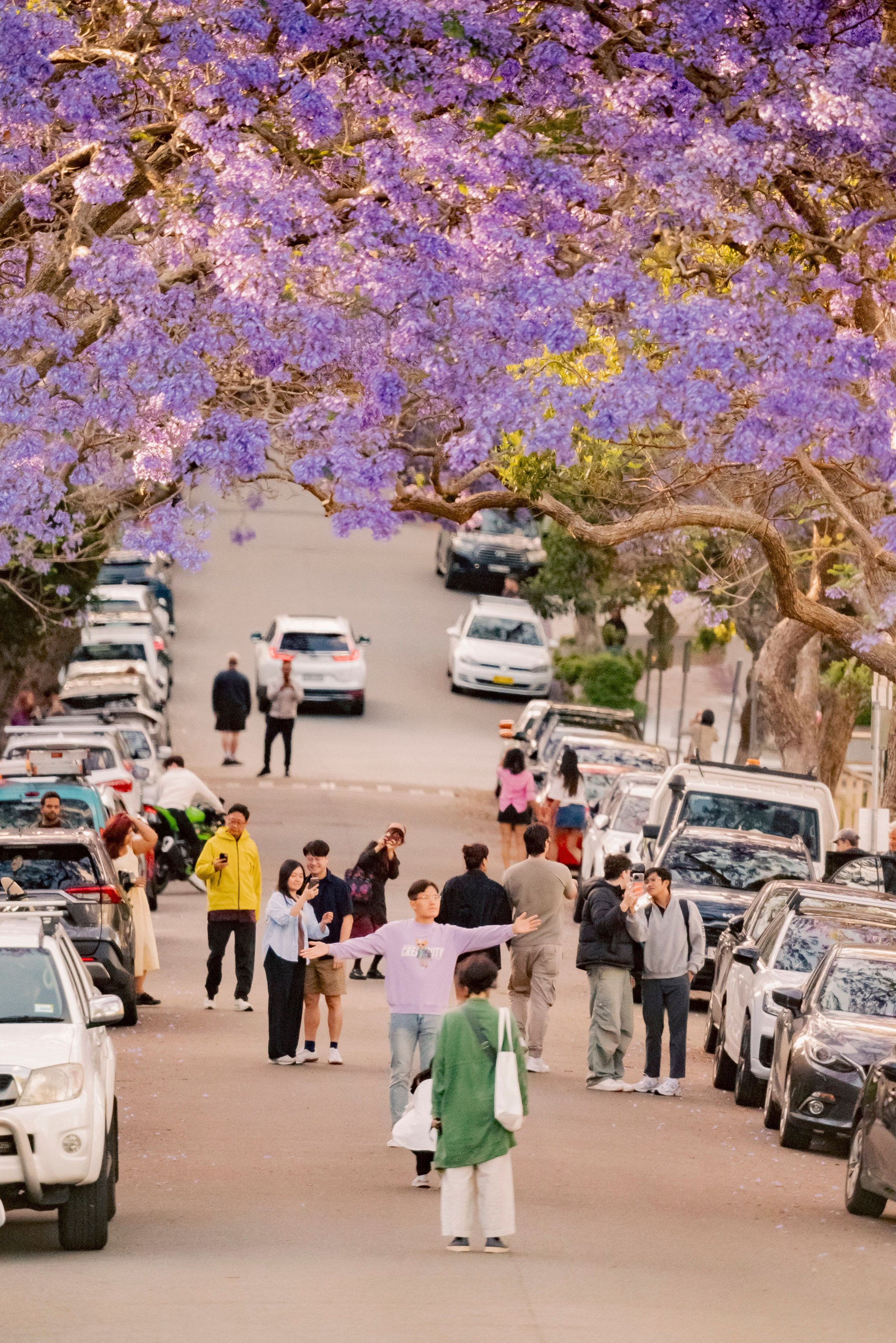 Jacaranda mekar di McDougall Street, Kirribilli, Sydney