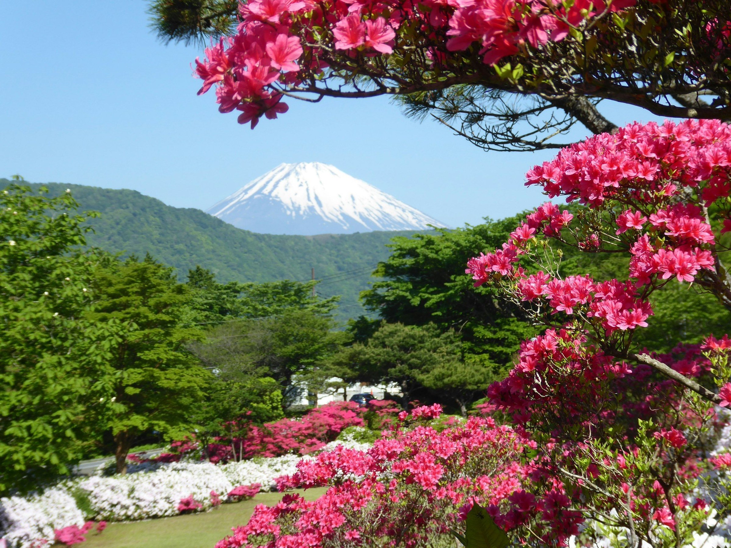 Panorama: musim semi di Gunung Fuji, Jepang