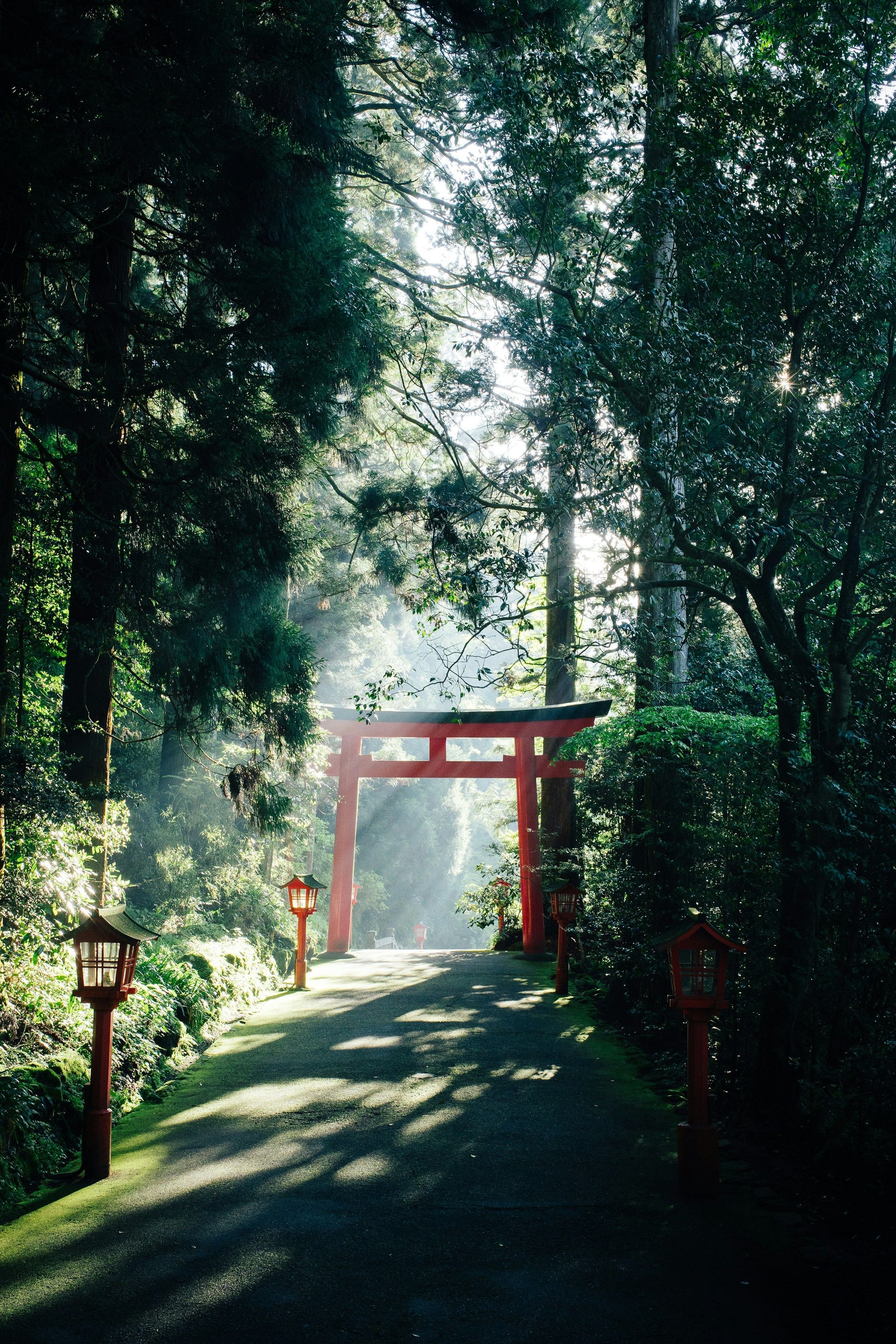 Torii merah di tengah hutan hijau Jepang — cahaya menembus dedaunan