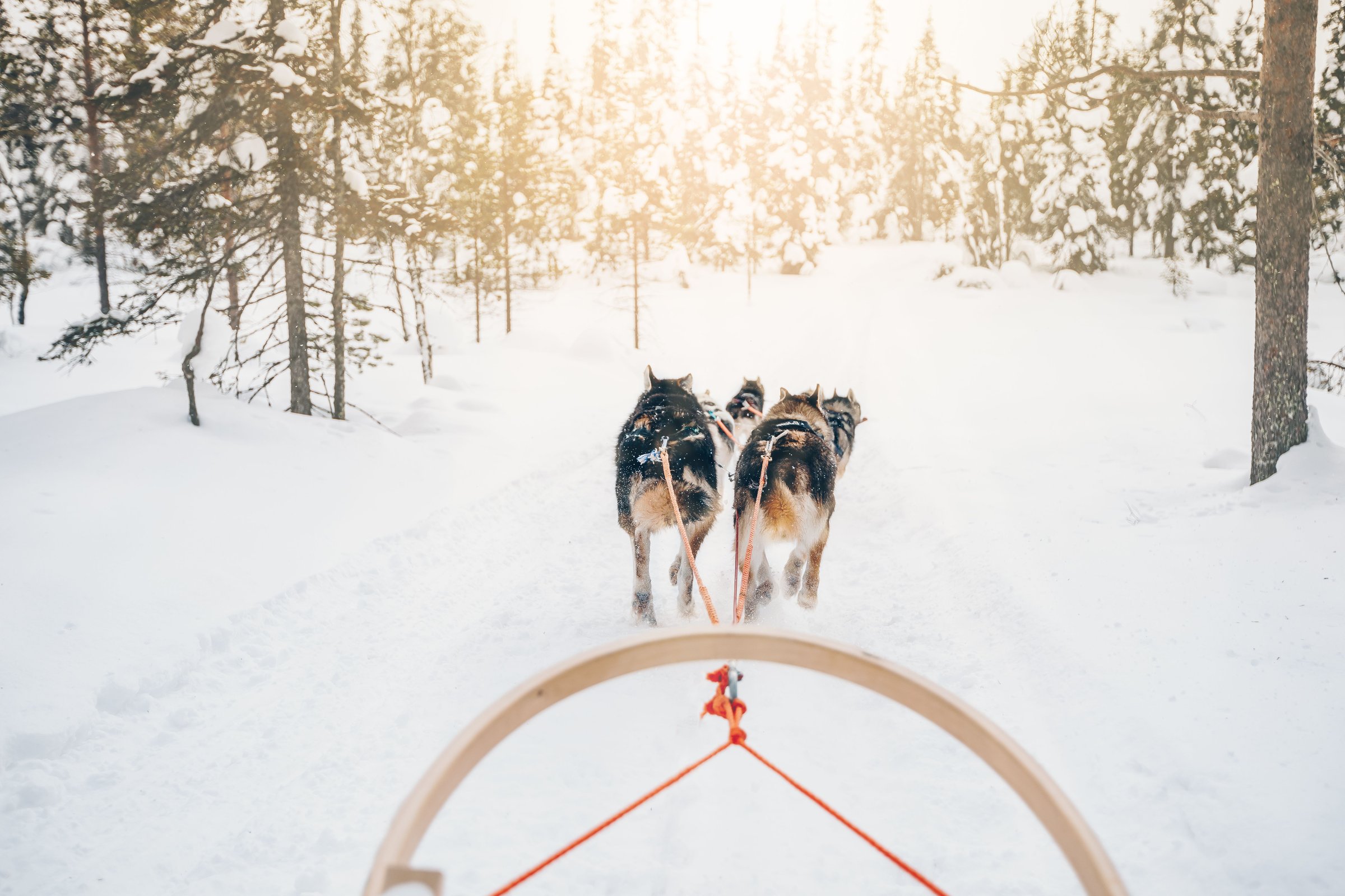 Kereta salju ditarik anjing husky menembus hutan bersalju Lapland