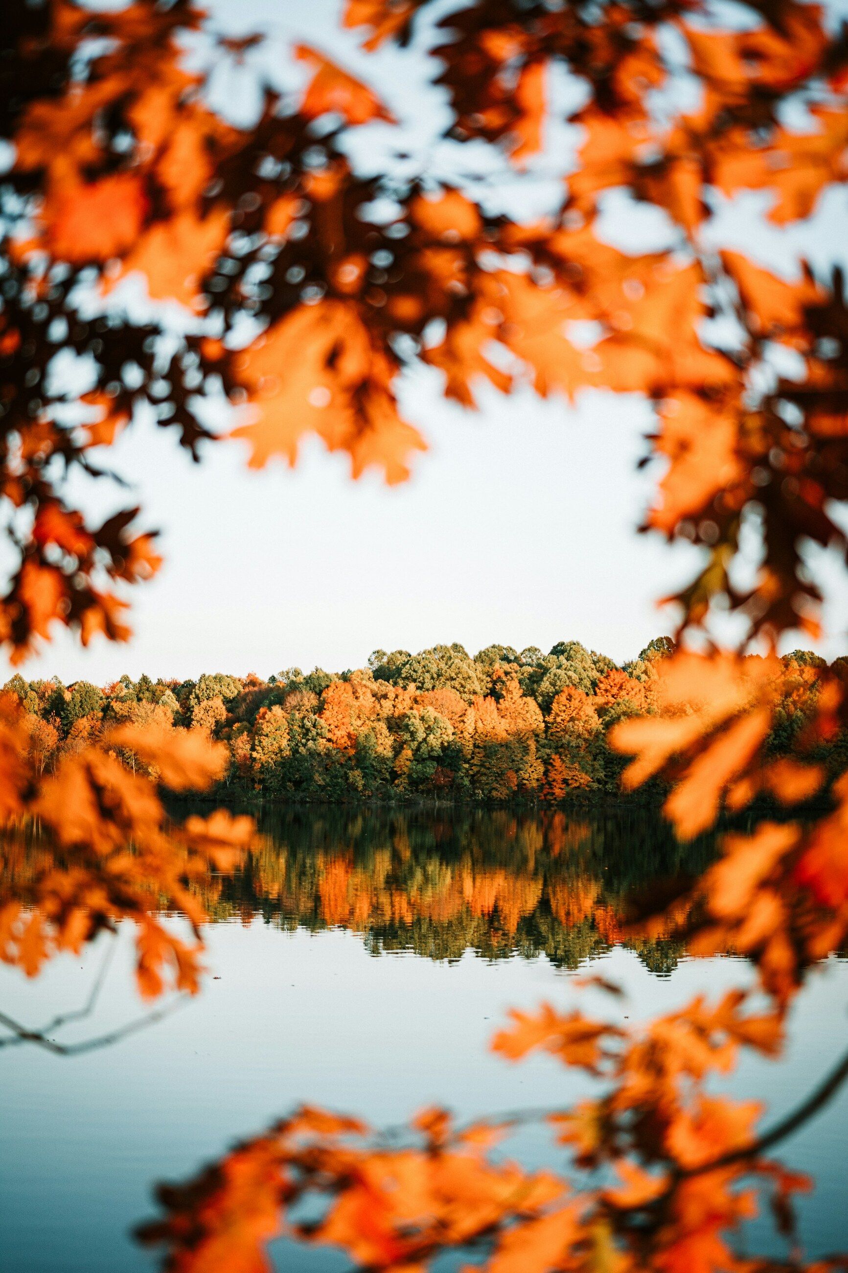 Maple vibrant tepi danau