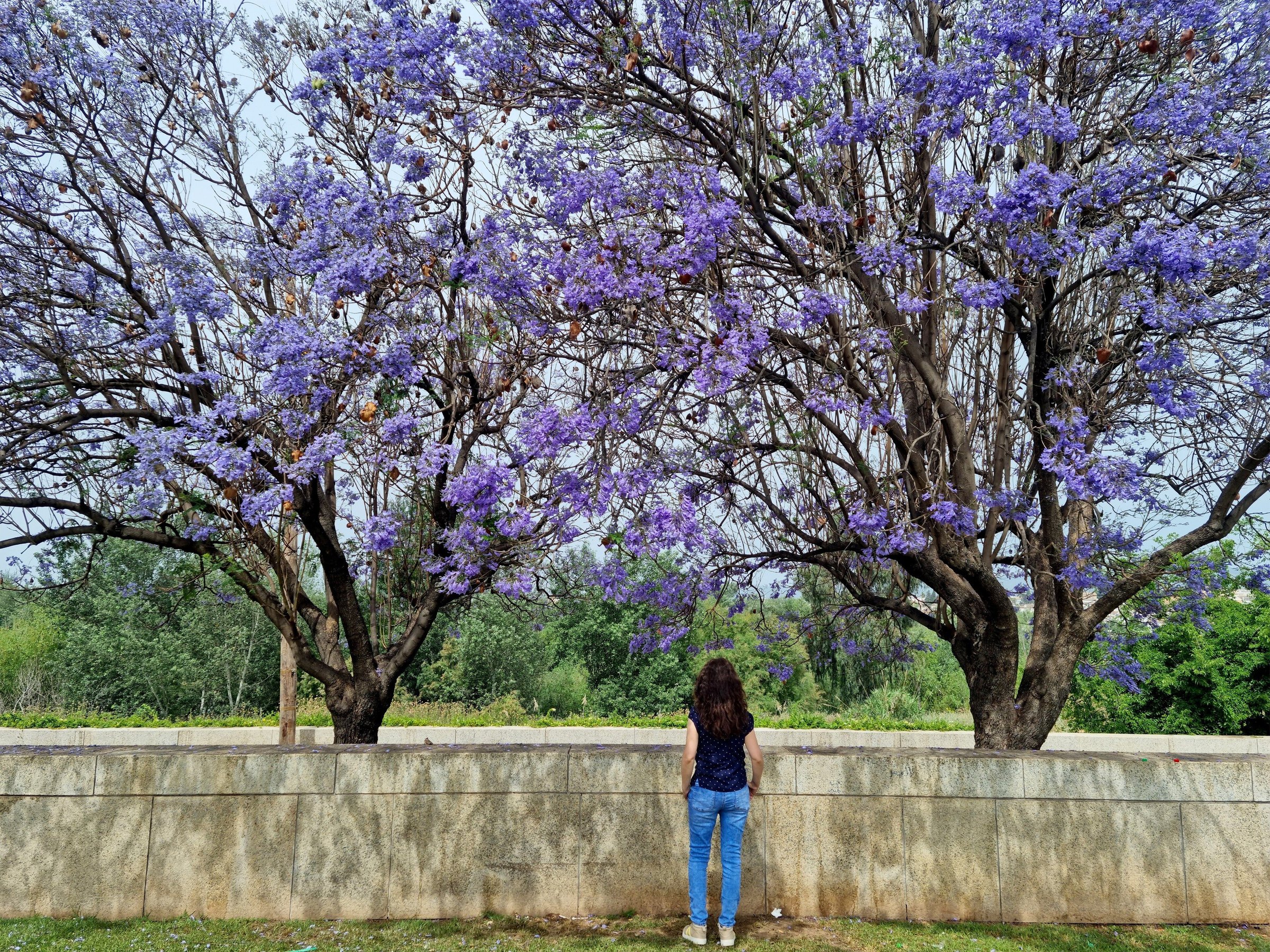Perempuan memandang pohon jacaranda berbunga ungu