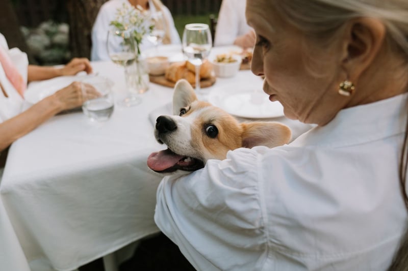 Moving Day for Two_ What Happens to a Senior's Pet When They Relocate.jpg