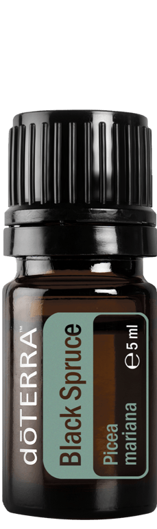 Black Spruce