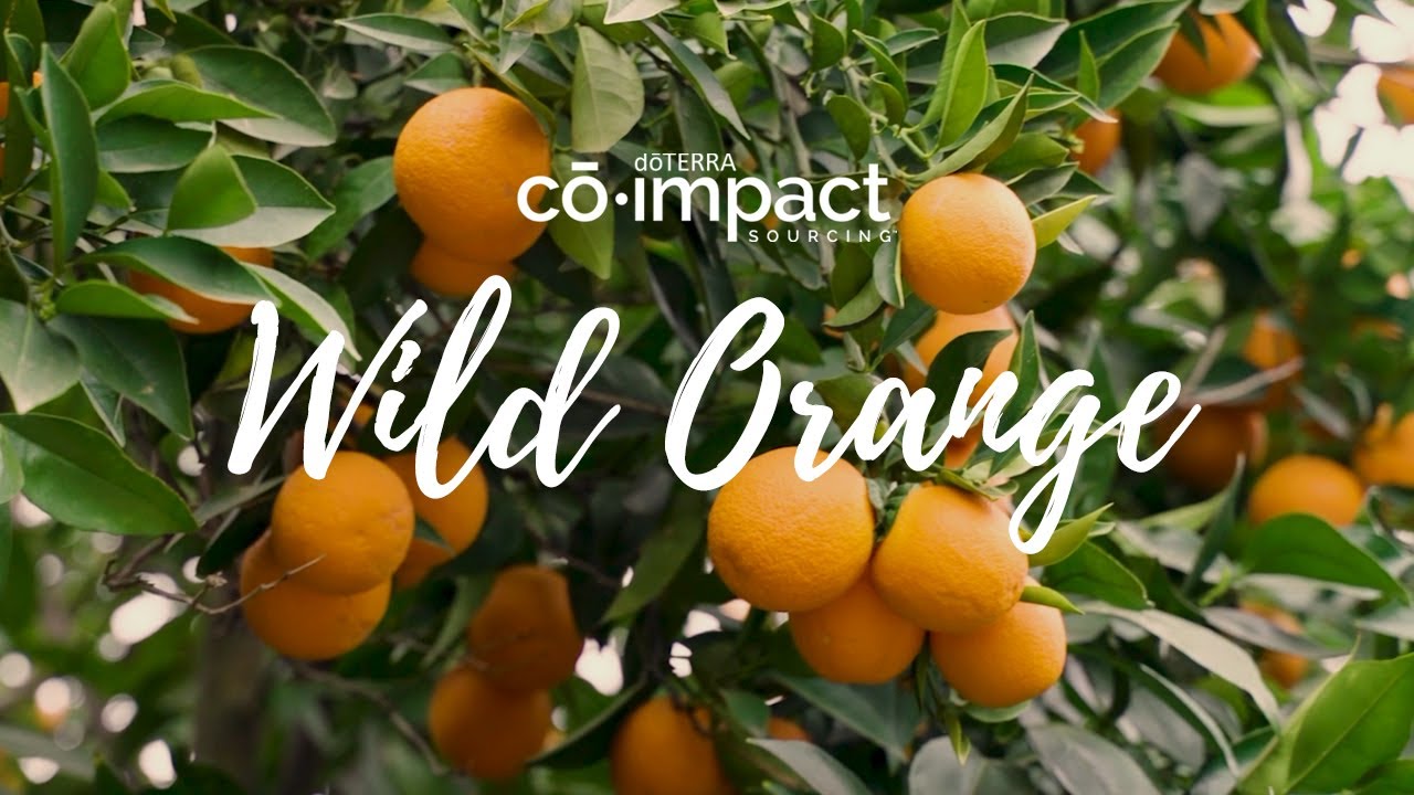 Co-Impact Sourcing: Wild Orange in Greece