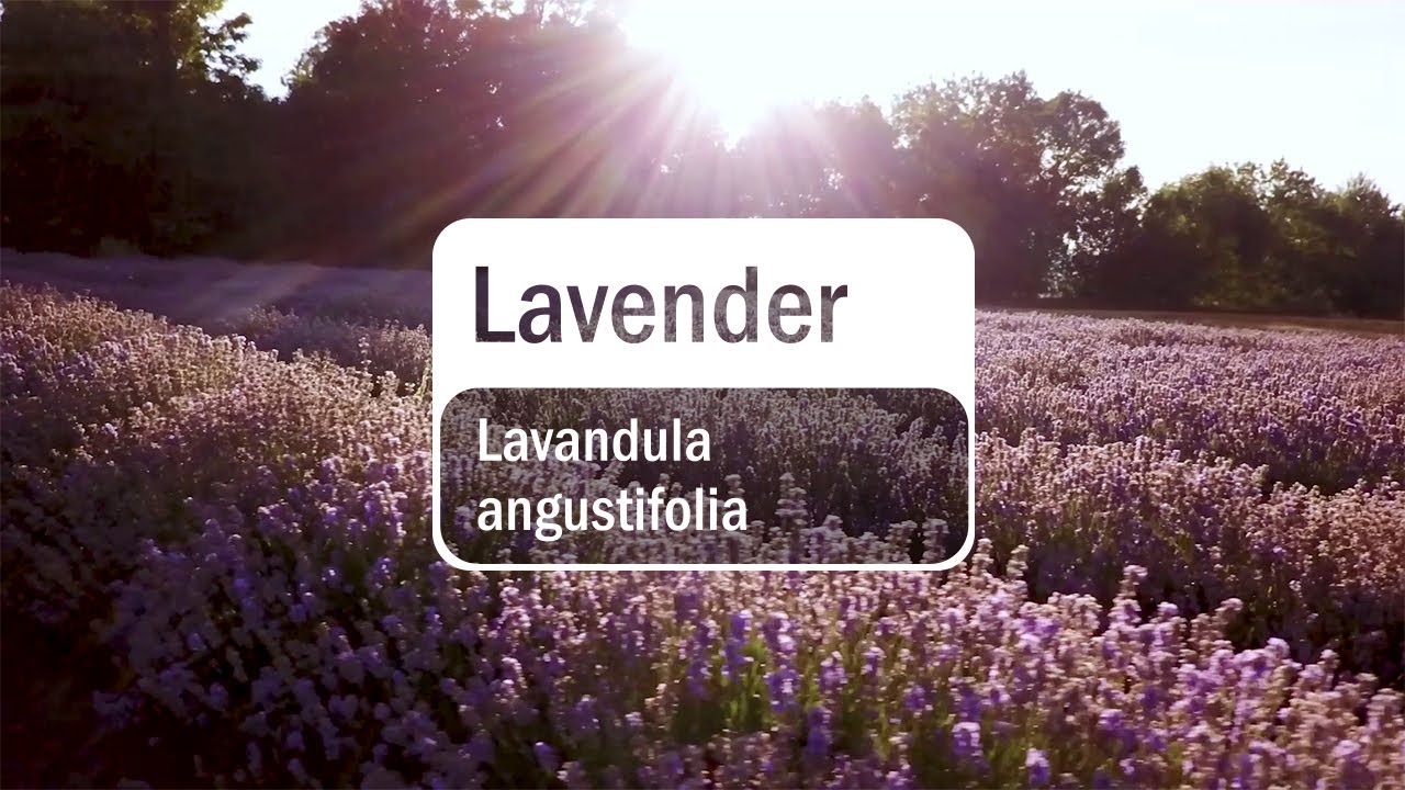 doTERRA Lavender Essential Oil