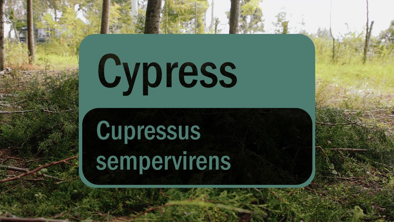 Cypress Essential Oil | doTERRA Sourcing Story (Translated Subtitles)