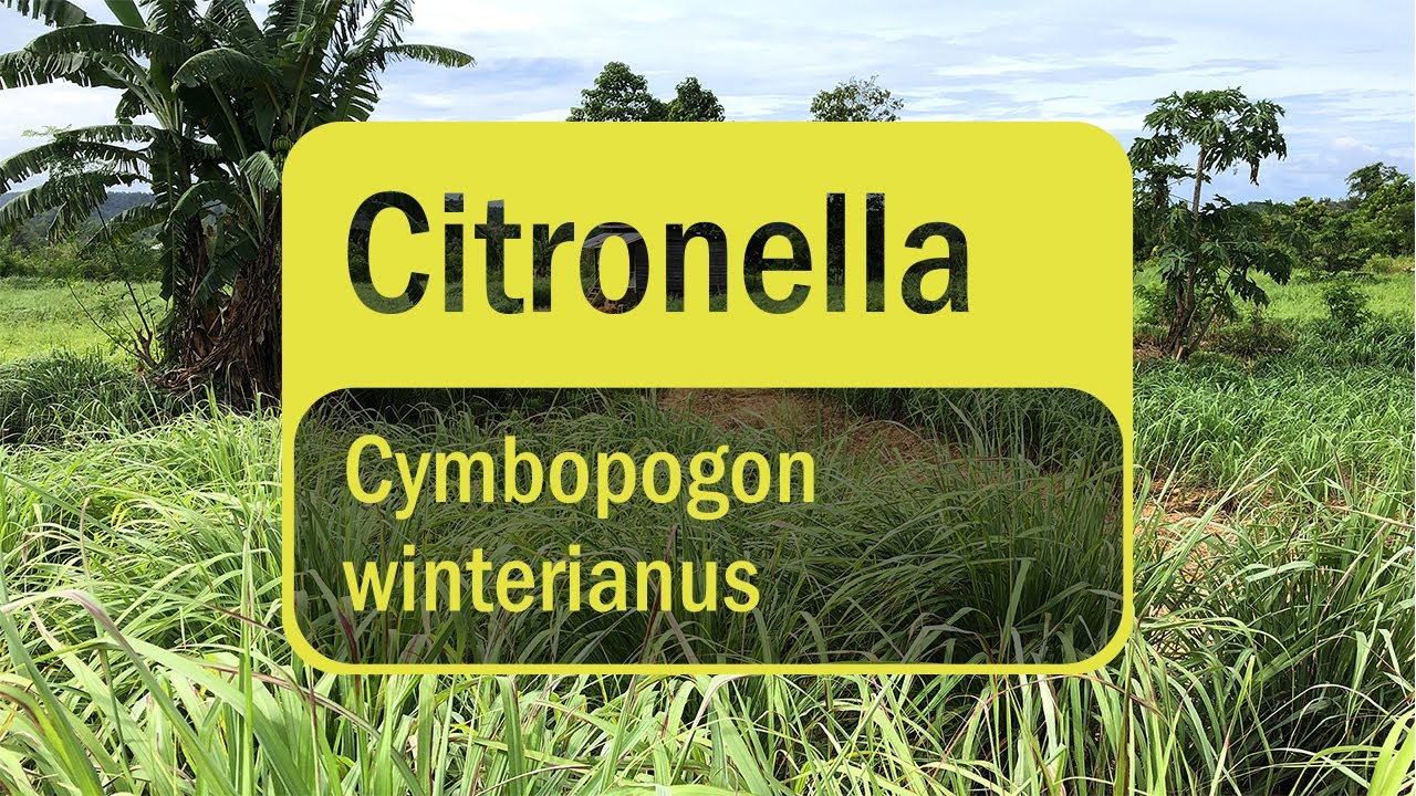 Introducing Citronella Essential Oil (Translated Subtitles)