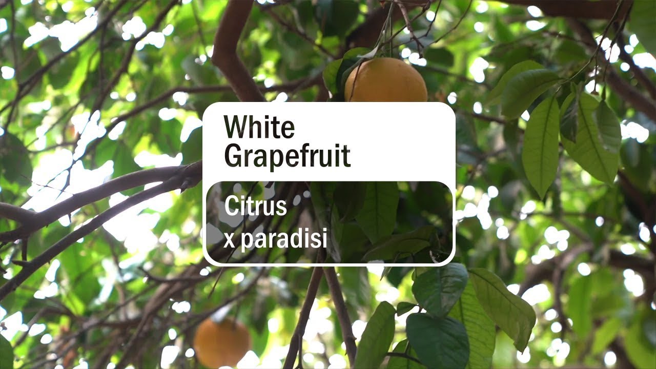 doTERRA White Grapefruit
