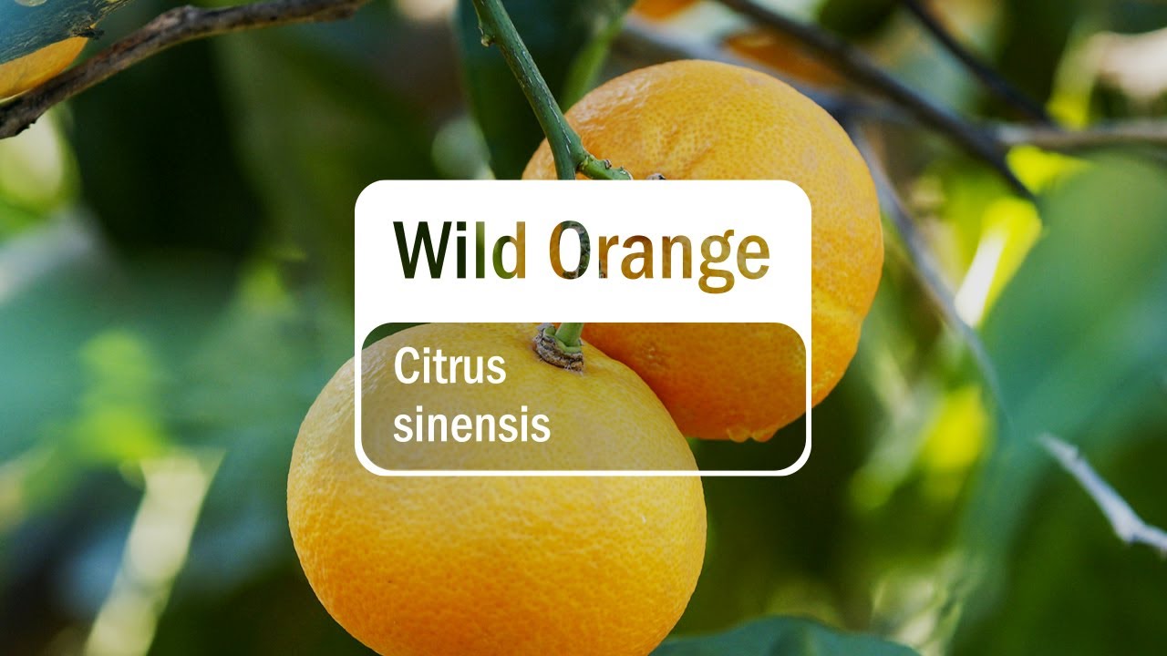 doTERRA Wild Orange (Translated Subtitles)