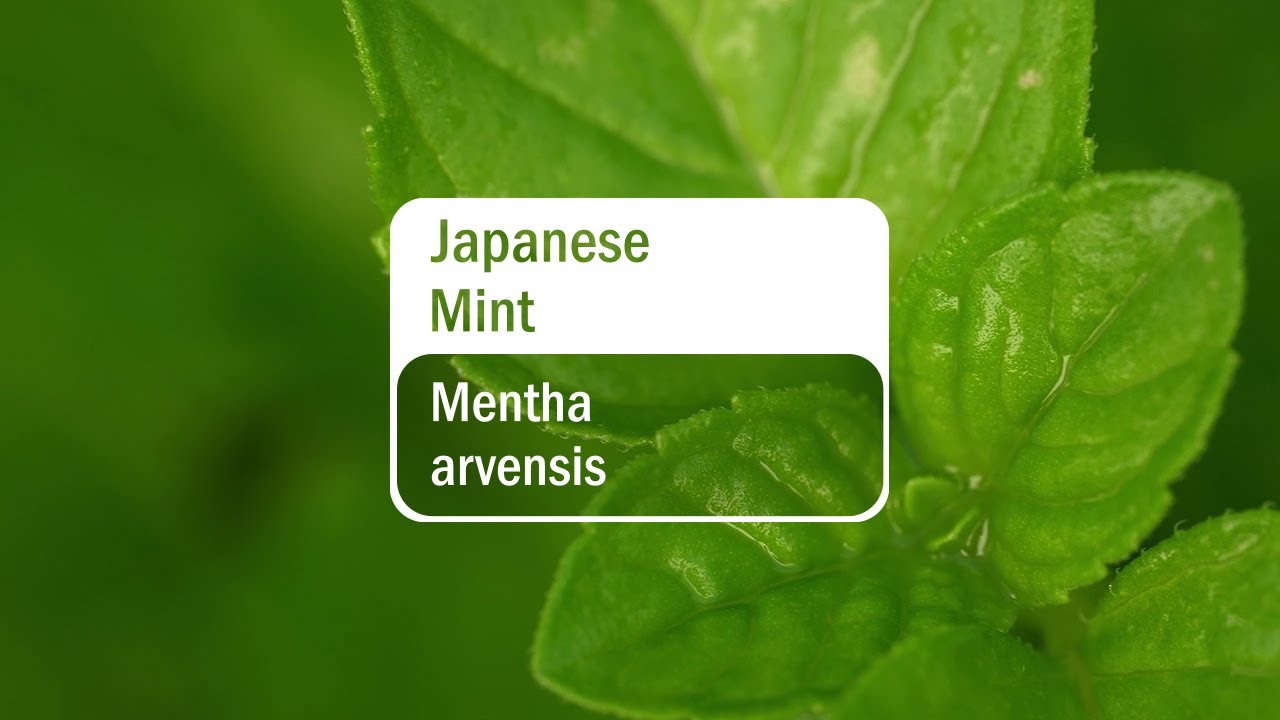 Întrebuințările uleiului esențial de Mentă Japoneză (Japanese Mint) dōTERRA