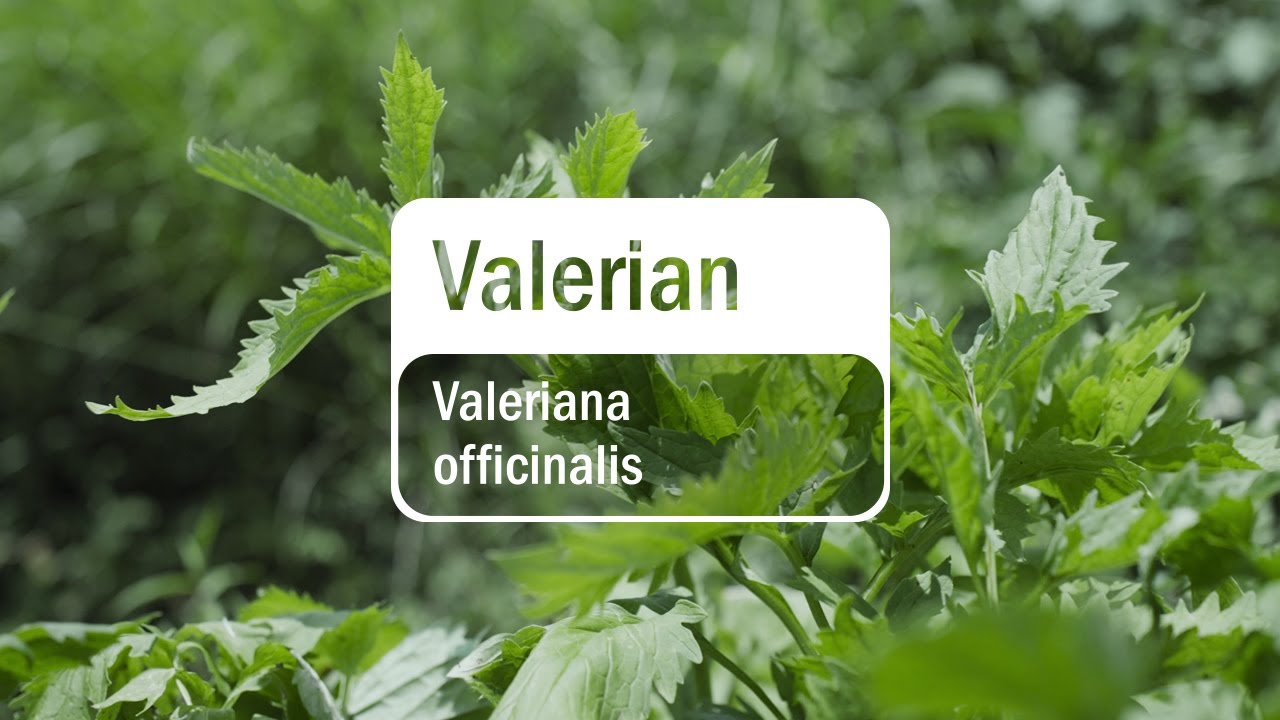doTERRA Co-Impact Sourcing | Valerian